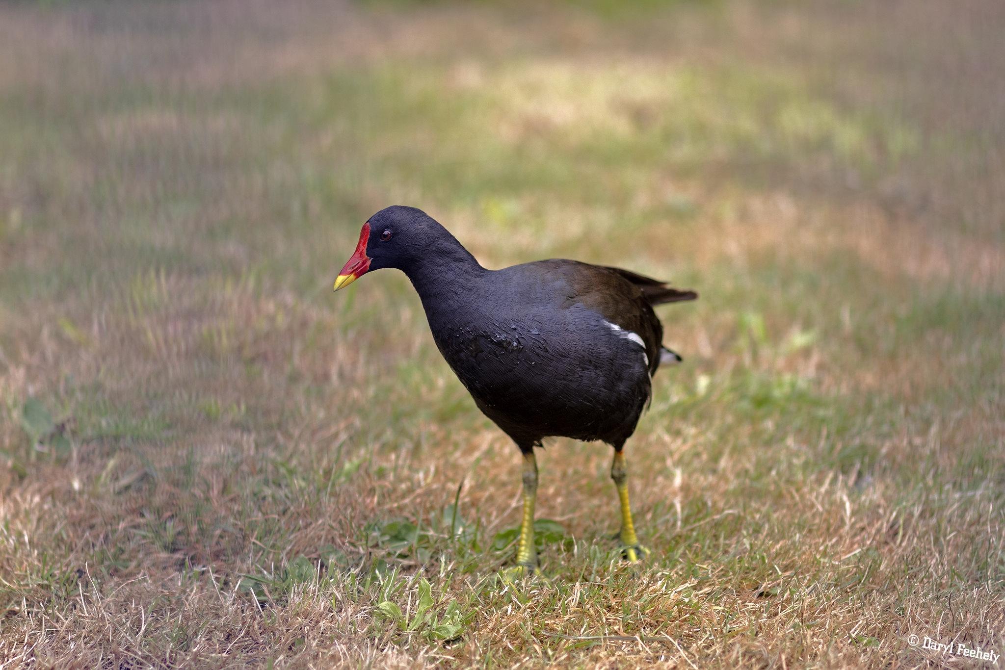 A Moorhen standing on burnt grass.