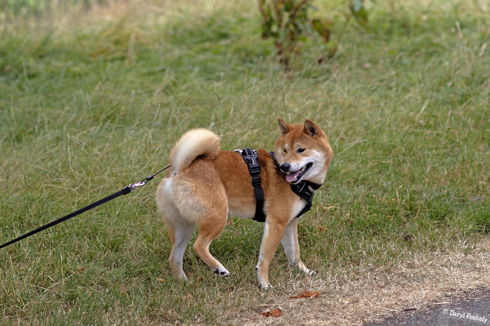 A Shinu Inu dog looking back at whomever is holding its lead.