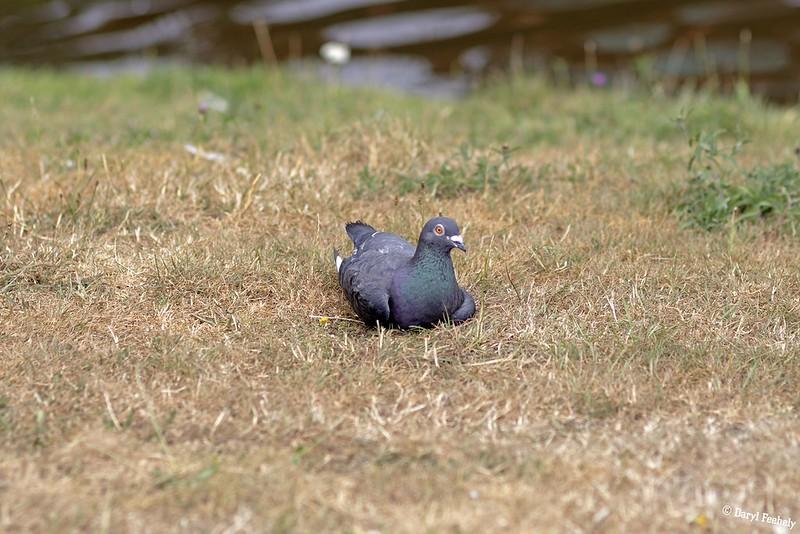 A pigeon sitting on the grass looking surprised.