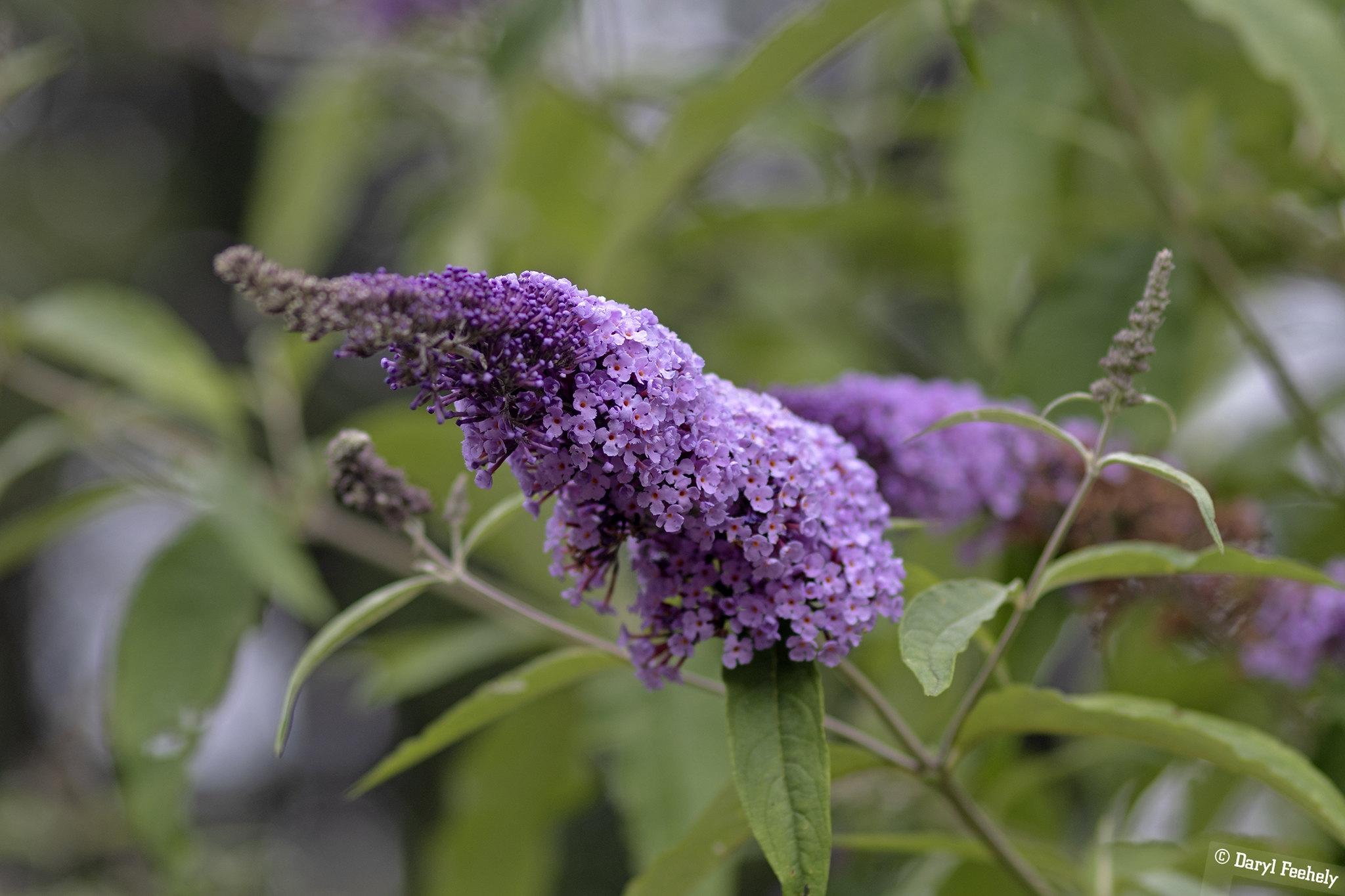 A purple butterfly bush.