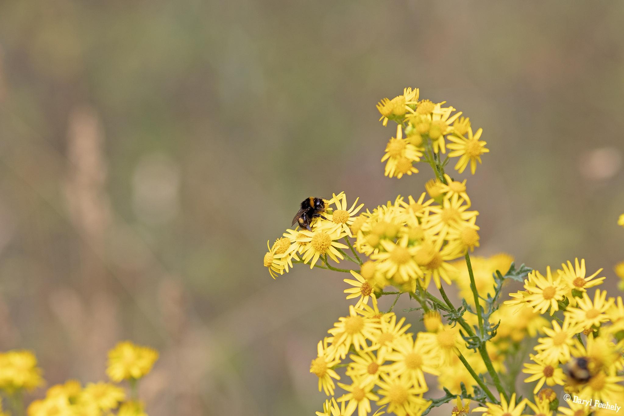 A bee on some yellow flowers.