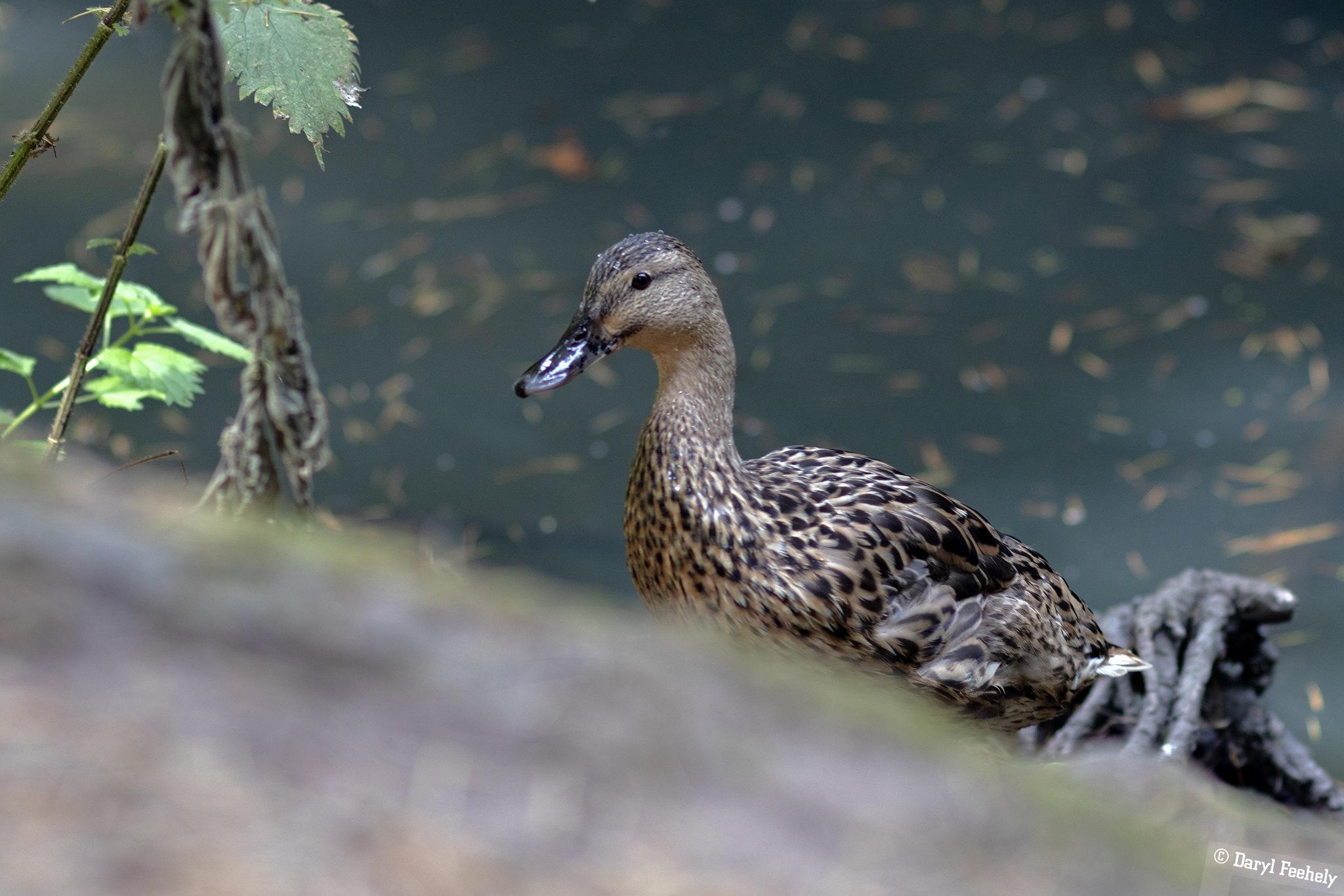 A female mallard on the edge of a body of water.