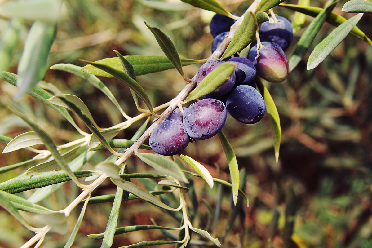 Photo showing a branch of an olive tree with ripe bluish-purple olives.