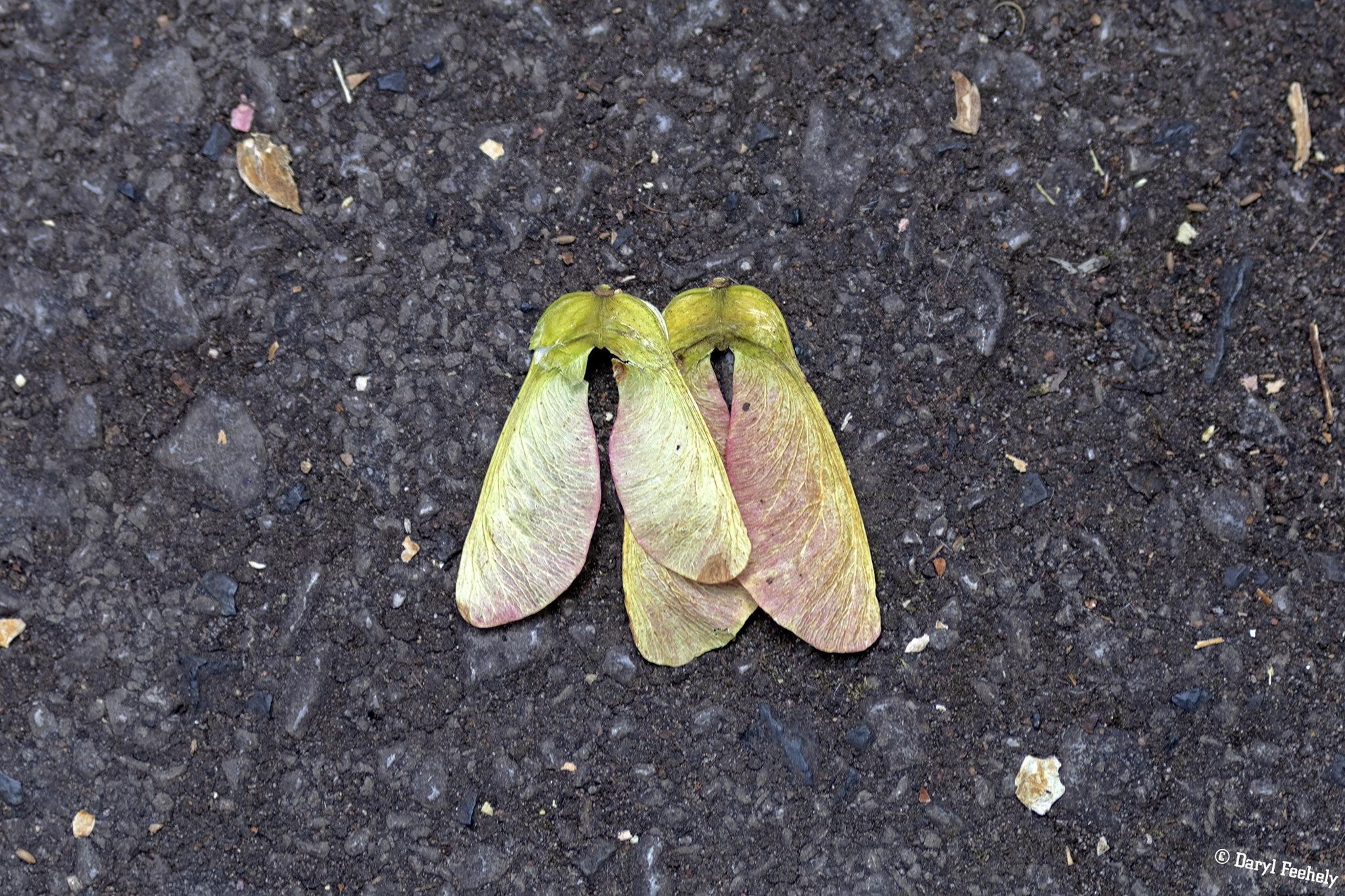 A pair of helicopter seeds.