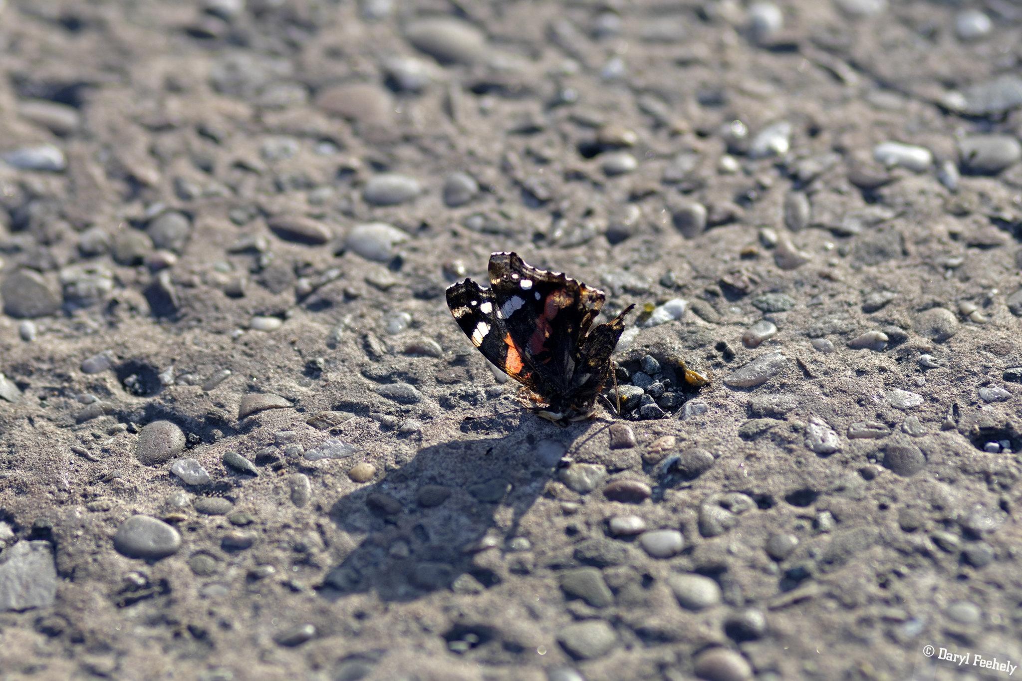 A butterfly on the ground with its wings up.
