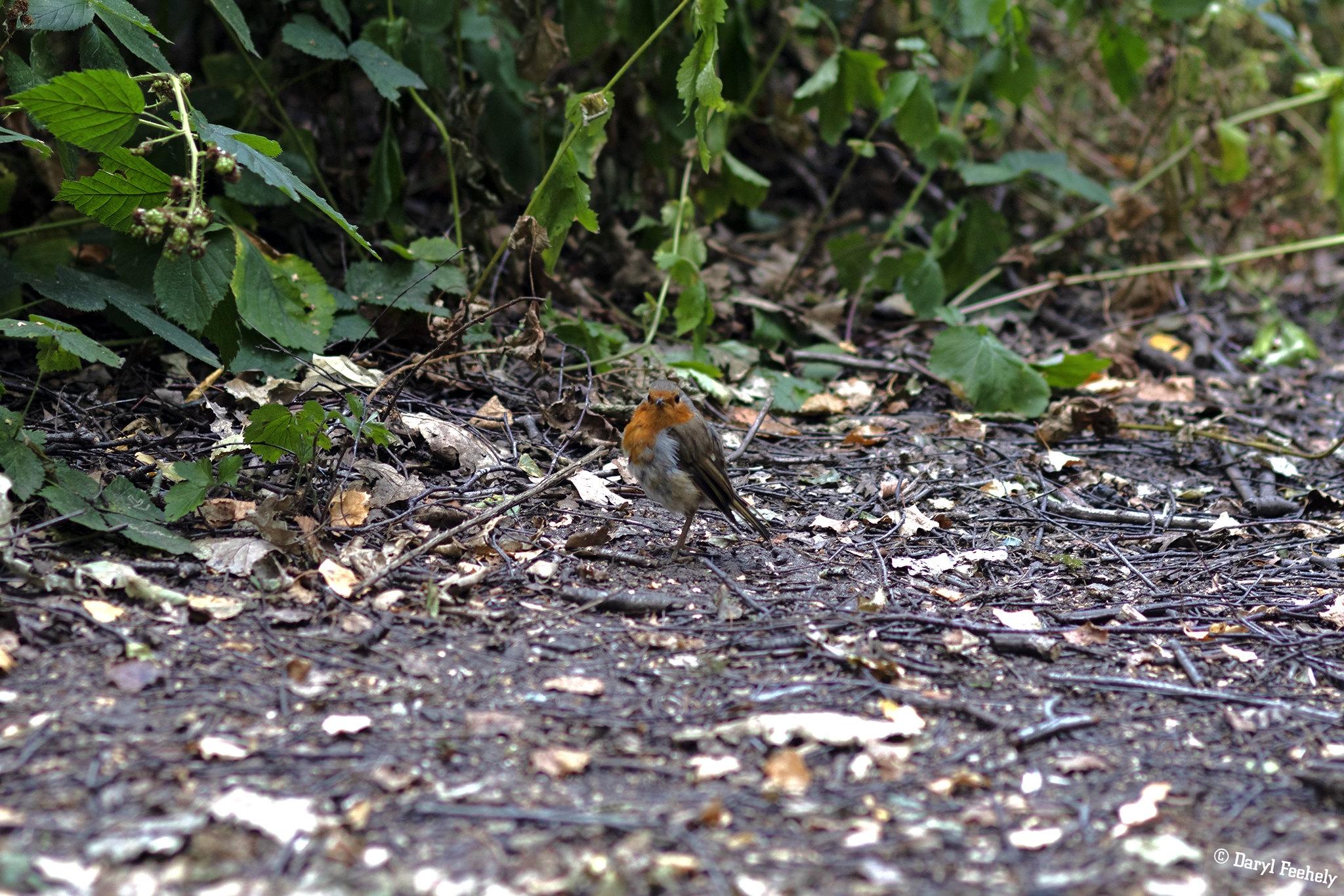 A robin with a puffed up chest.