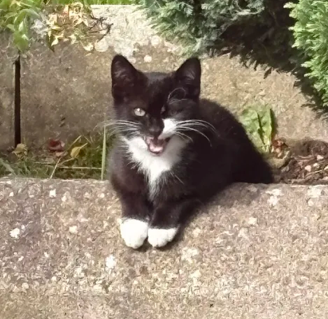 A picture of a tuxedo kitten, Dennis. It's front paws are hanging over the edge of the flower bed wall. 
It's mouth is open meowing, looking for food. 