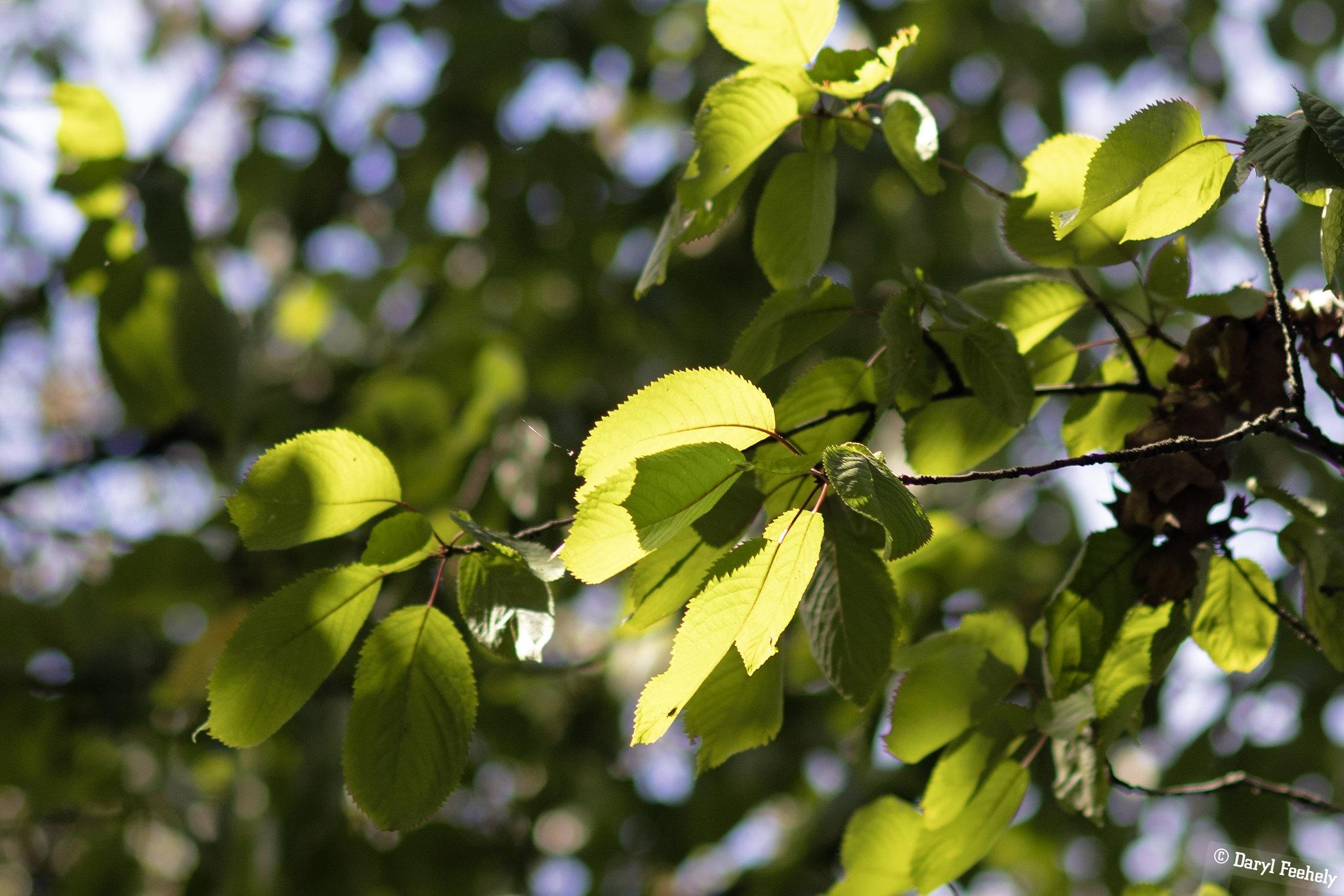 A green leaf with a Jagged edge.