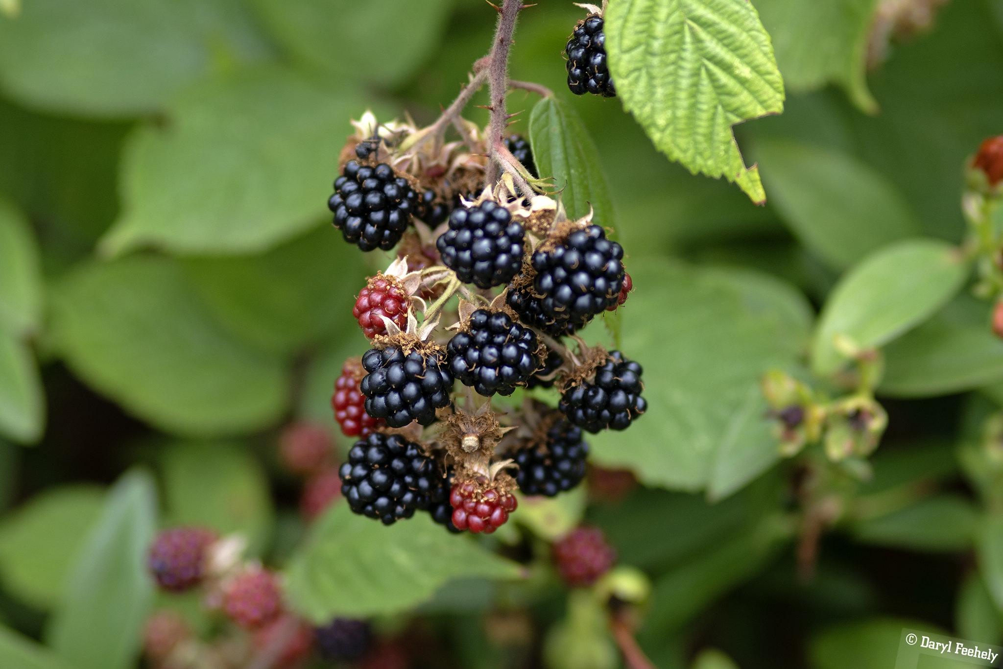 A bunch of ripe and almost ripe blackberries on the bush.