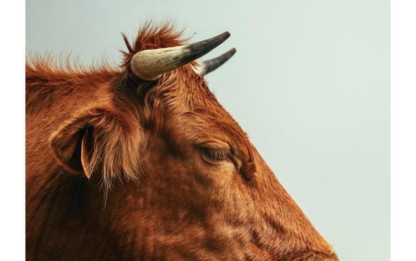 A cropped image of a big brown bull.