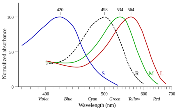 Wavelength absorbance of short (S), medium (M) and long (L) wavelength cones compared to that of rods (R). Source: doi:10.1113/jphysiol.1980.sp013097