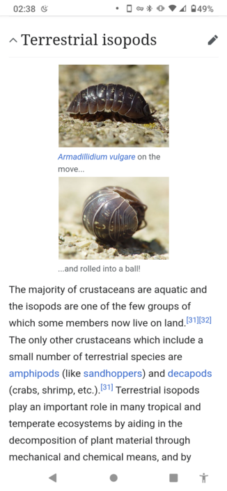 Screenshot of "Terrestrial Isopods" section of the Wikipedia article for Isopods. Importantly: a couple of photos with captions: 
1. Armadillidium vulgare on the move...
2. ...and rolled into a ball!

(Not included) Alt text for the photos:
1. A small dark grey isopod viewed side-on, standing on a flat, rocky surface.
2. The same dark grey isopod, now curled up, its head almost tucked into its tail.