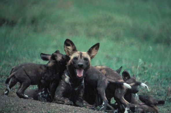 African painted dog on grass, piled on by her pups. By Warren Garst. 
https://commons.wikimedia.org/wiki/File:Female_African_wild_dog_lying_in_grass_with_pups_-_DPLA_-_b1da049f3f476e839bb981ace6d93d7b.jpg