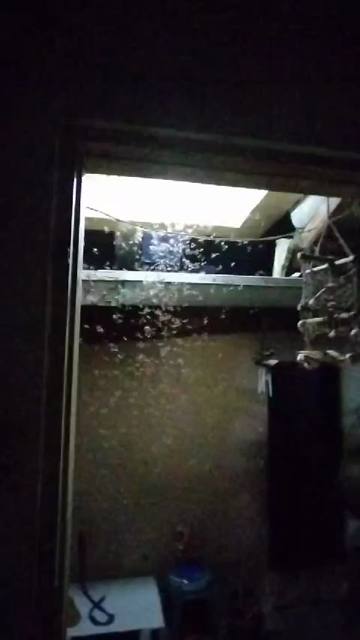 A swarm of alates (winged male ants/termites) clouding the light on the doorway