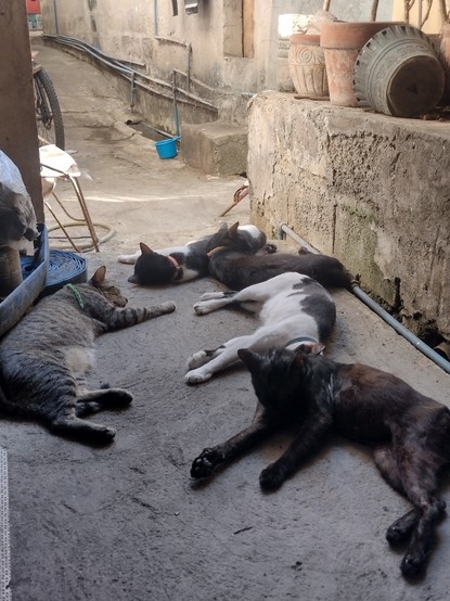 A pile of five cats sleeping on concrete