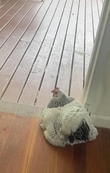 A white bantam chicken with a red crest sitting on a wooden floor in the house, looking at the wooden deck outside.