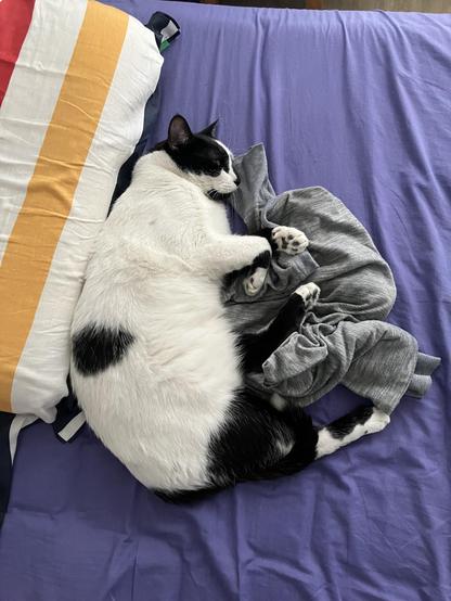 A plump white and black cat on his side on my bed, between the pillow and a rumpled gray pajama