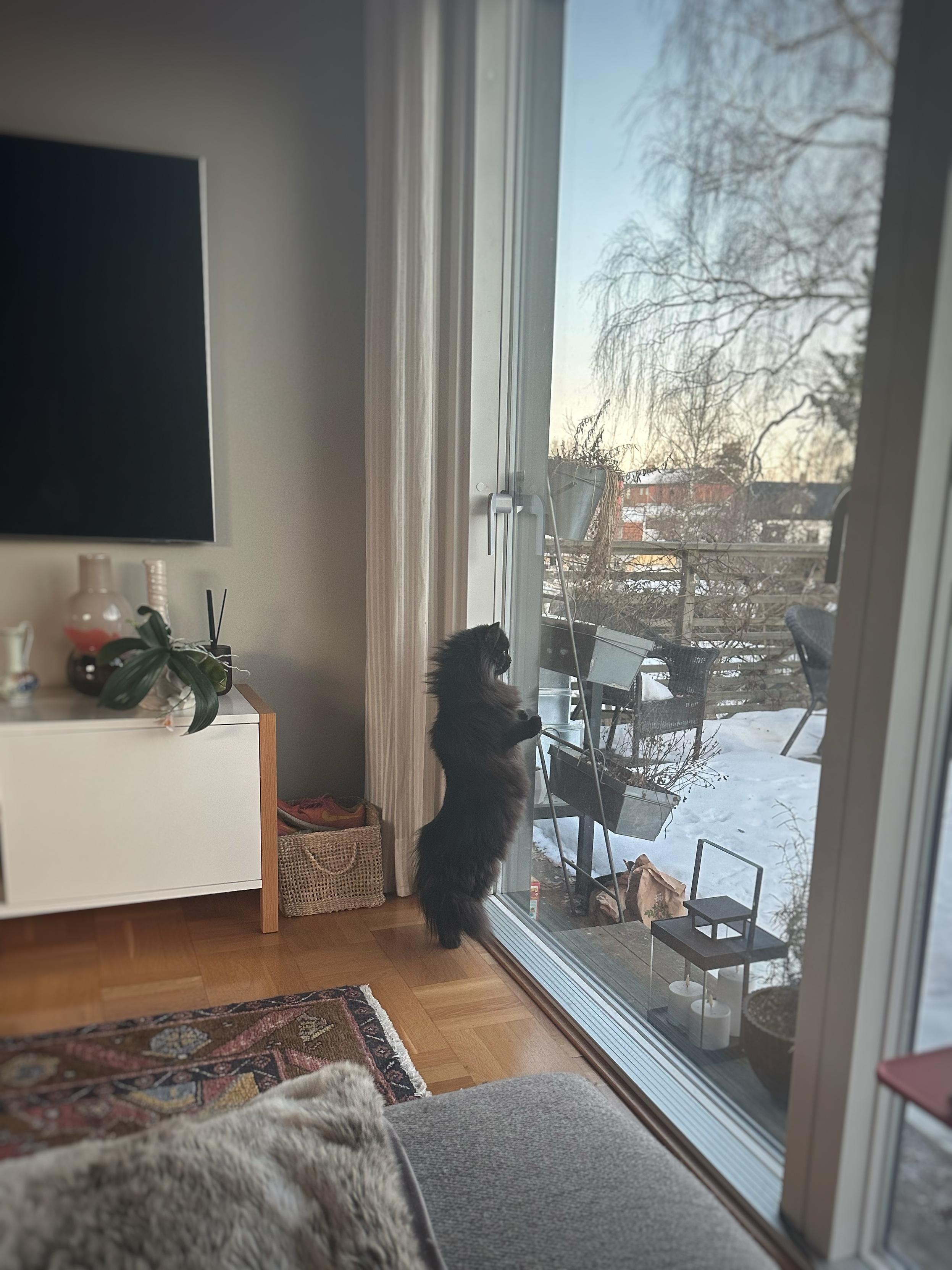 En långhårig svart katt står på bakbenen med framtassarna mot en glasruta och tittar ut mot en smög trädgård. Ställningen och längden på pälsen gör att hon ser ut som en svankande svart ostbåge.