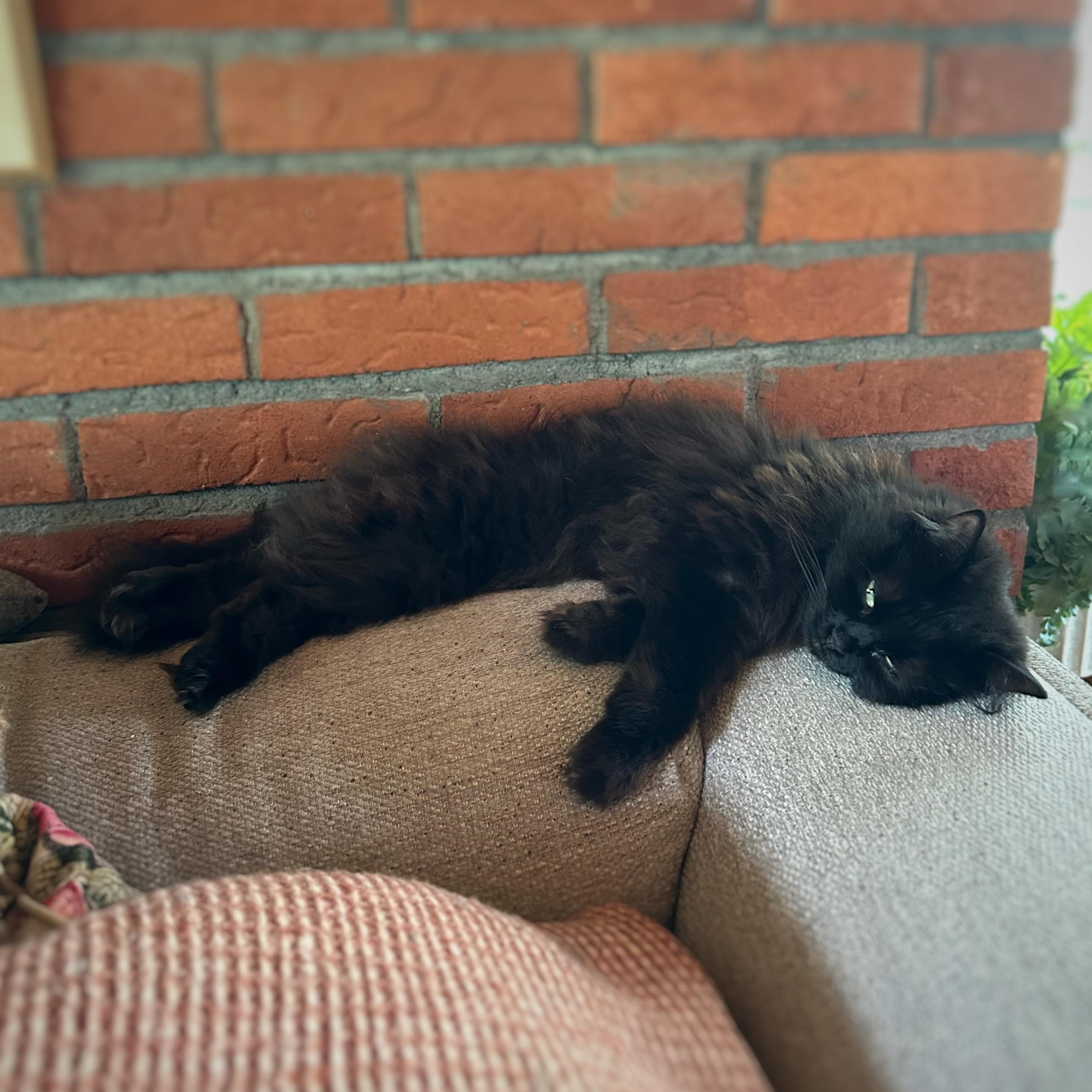 En svart långhårig katt ligger med halvslutna ögon på ryggen av en soffa och ser gravt sävlig ut.