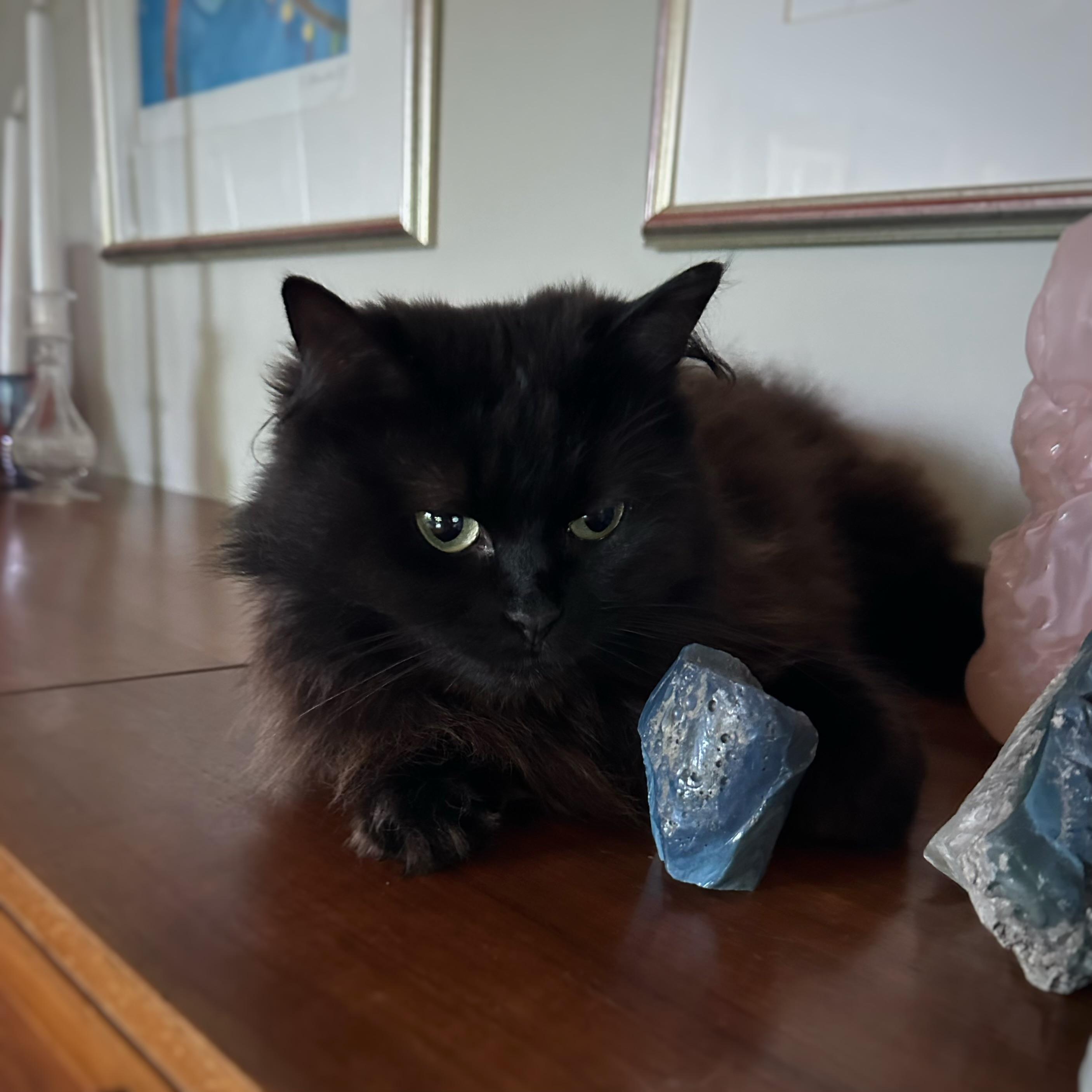 En svart långhårig katt ligger på en sideboard i trä med en blå slaggklump