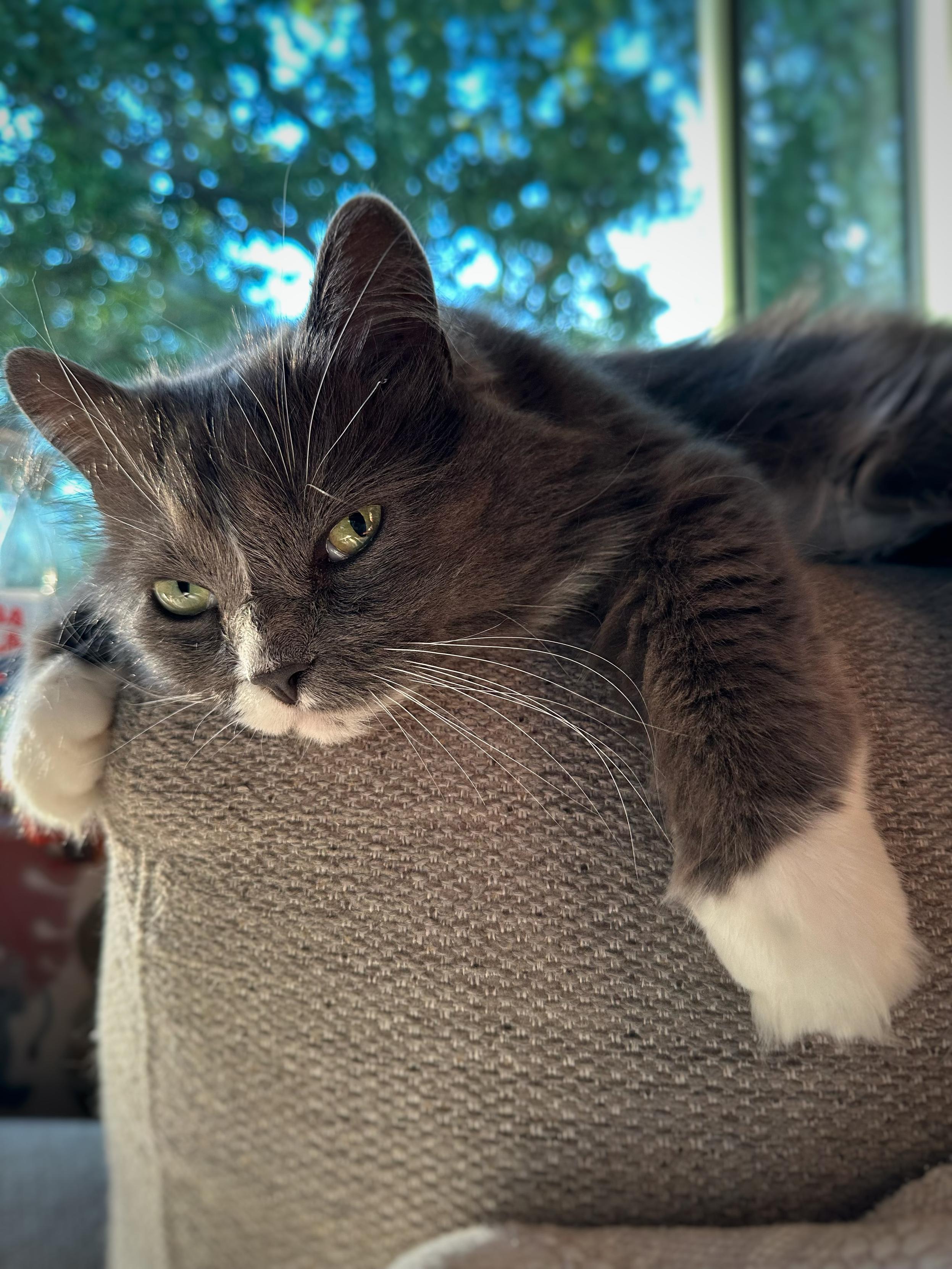 En grå och vit långhårig katt ligger på armstödet på en grå soffa och plirar mot kameran