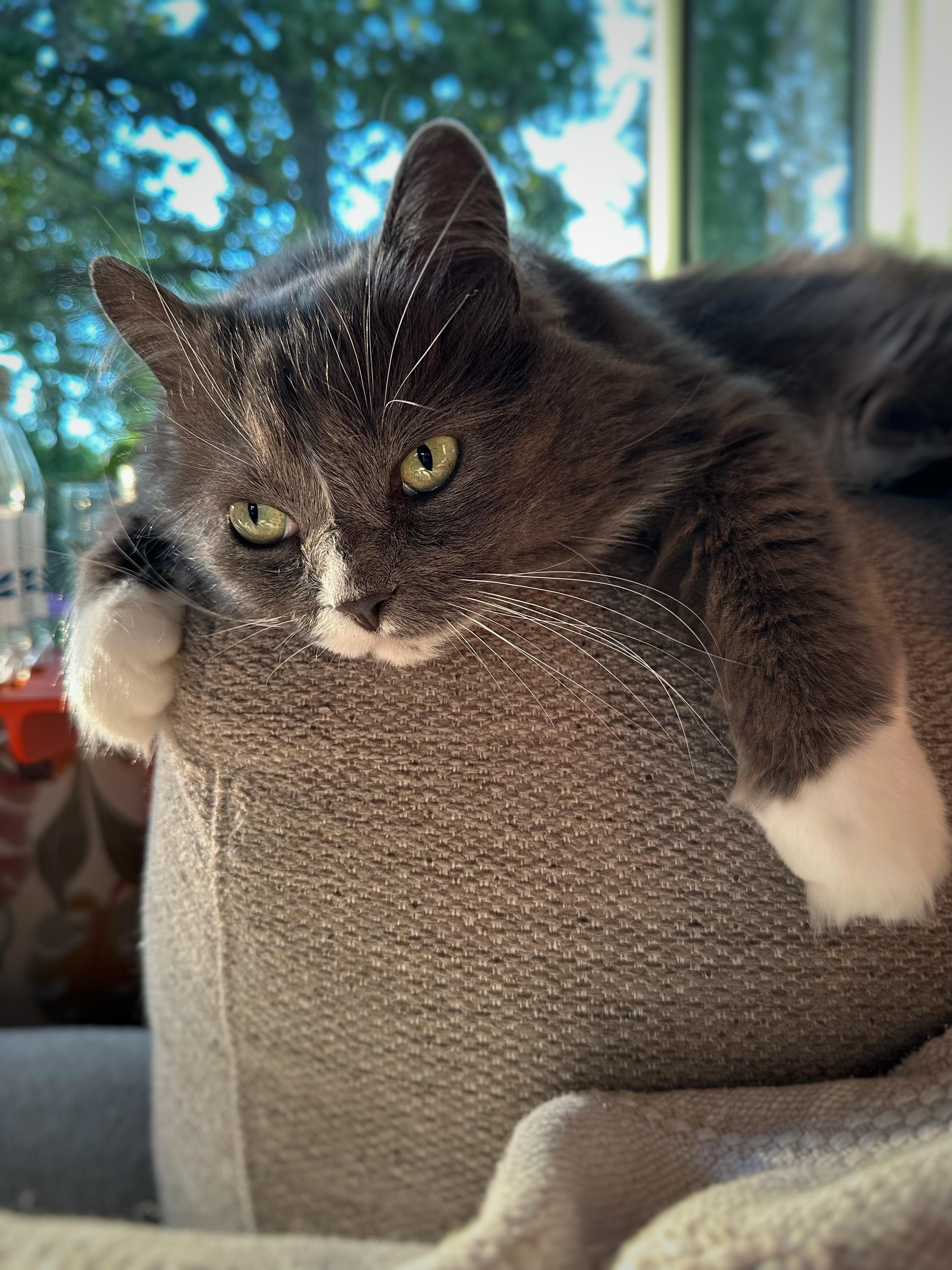 En grå och vit långhårig katt ligger på armstödet på en grå soffa och tittar åt sidan ur bild