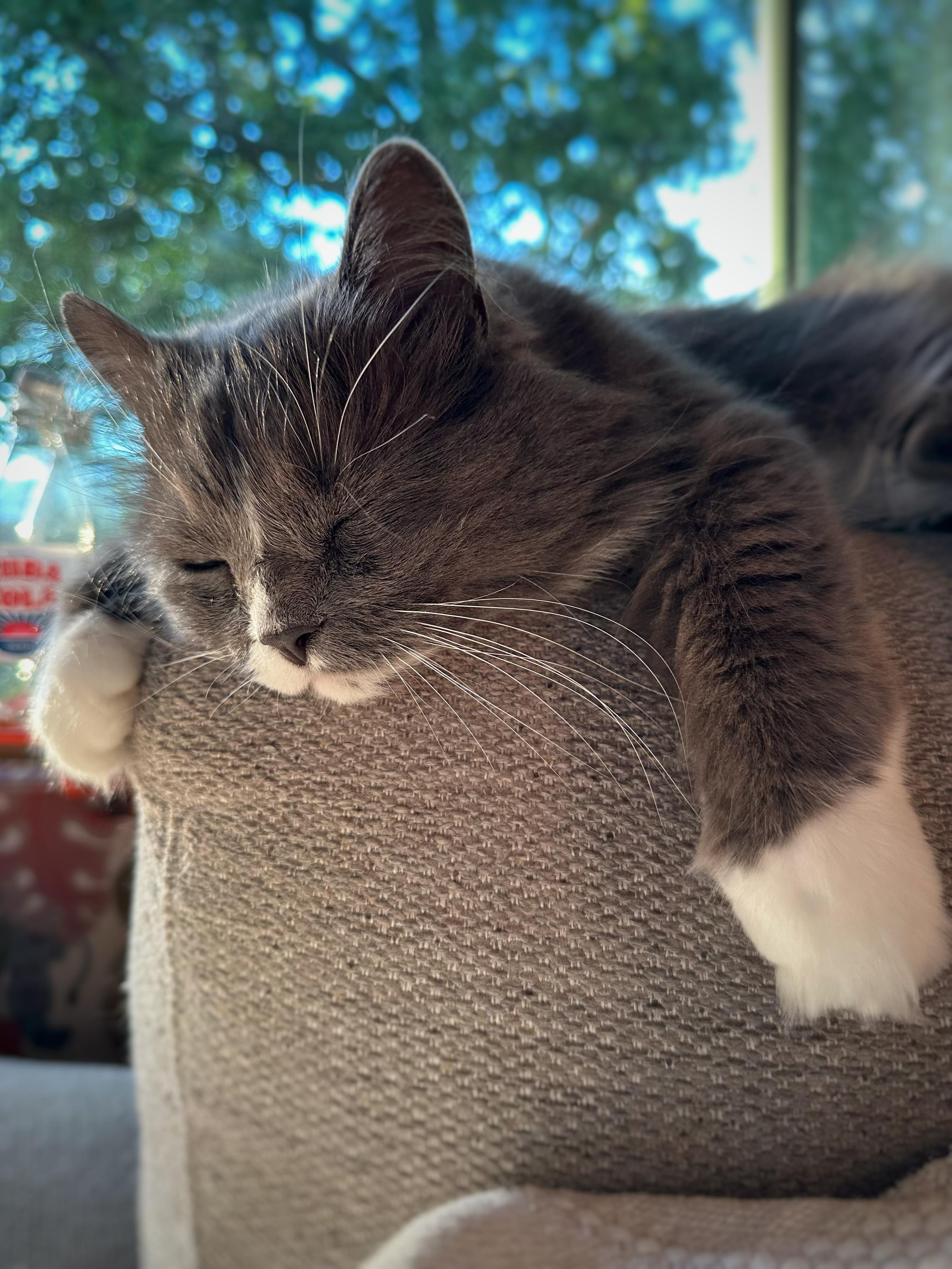En grå och vit långhårig katt ligger på armstödet på en grå soffa och vilar med slutna ögon