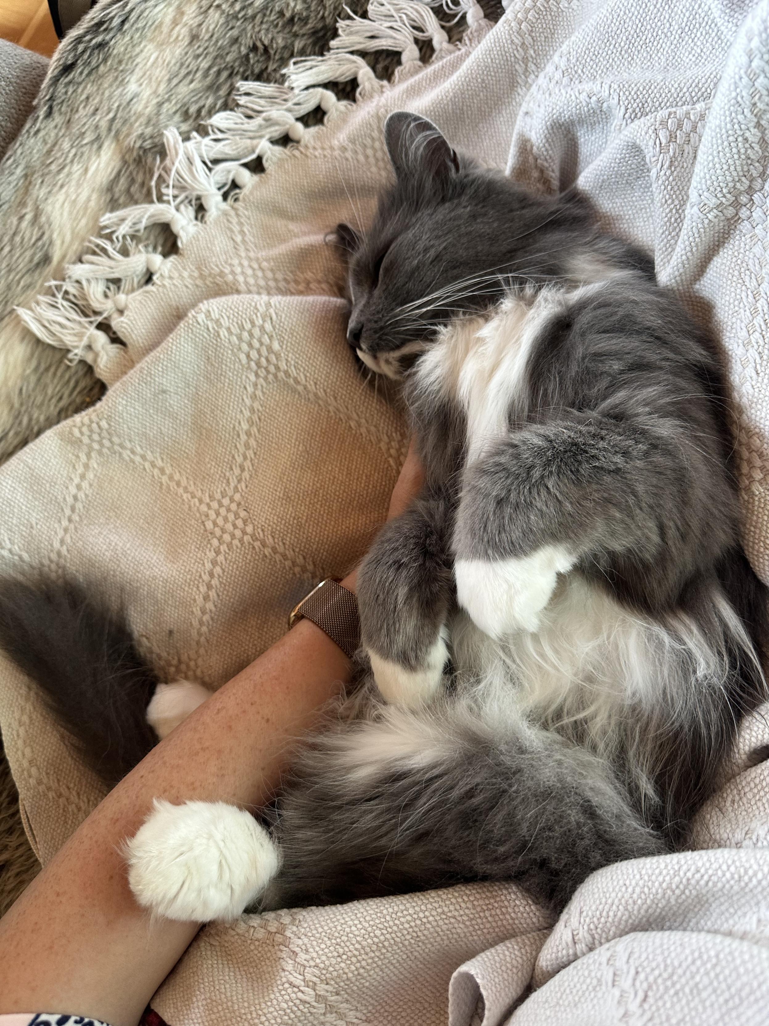 En grå och vit långhårig katt ligger på sidan på en vit filt med mattes hand på magen