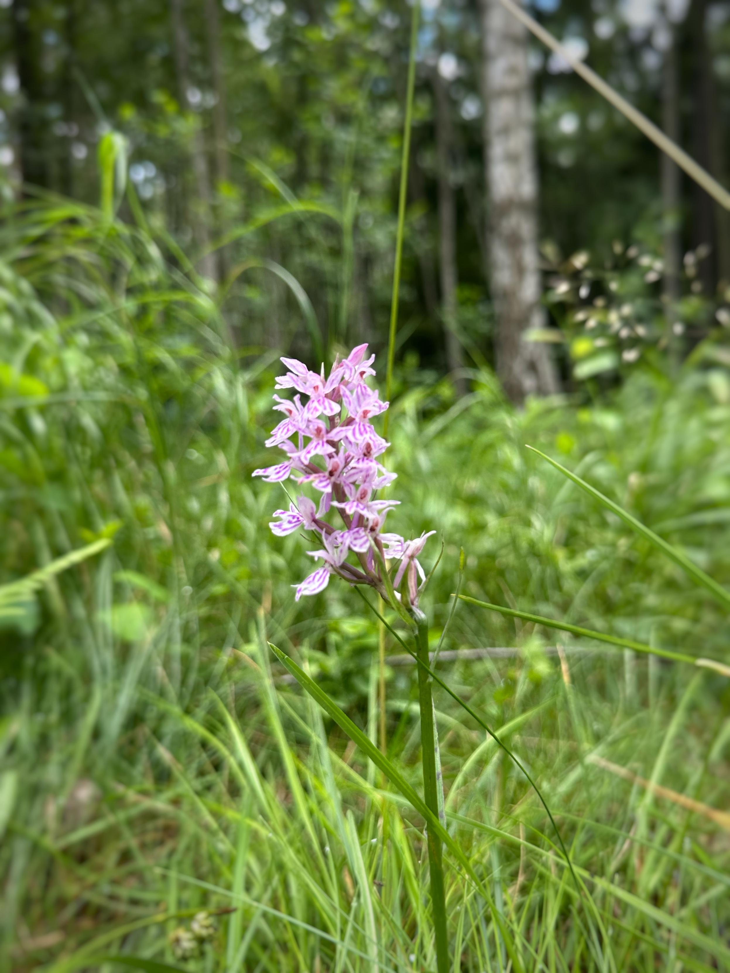 En blommande orkidé ”Dactylorhiza maculata ssp. maculata” i vitt och rosalila.