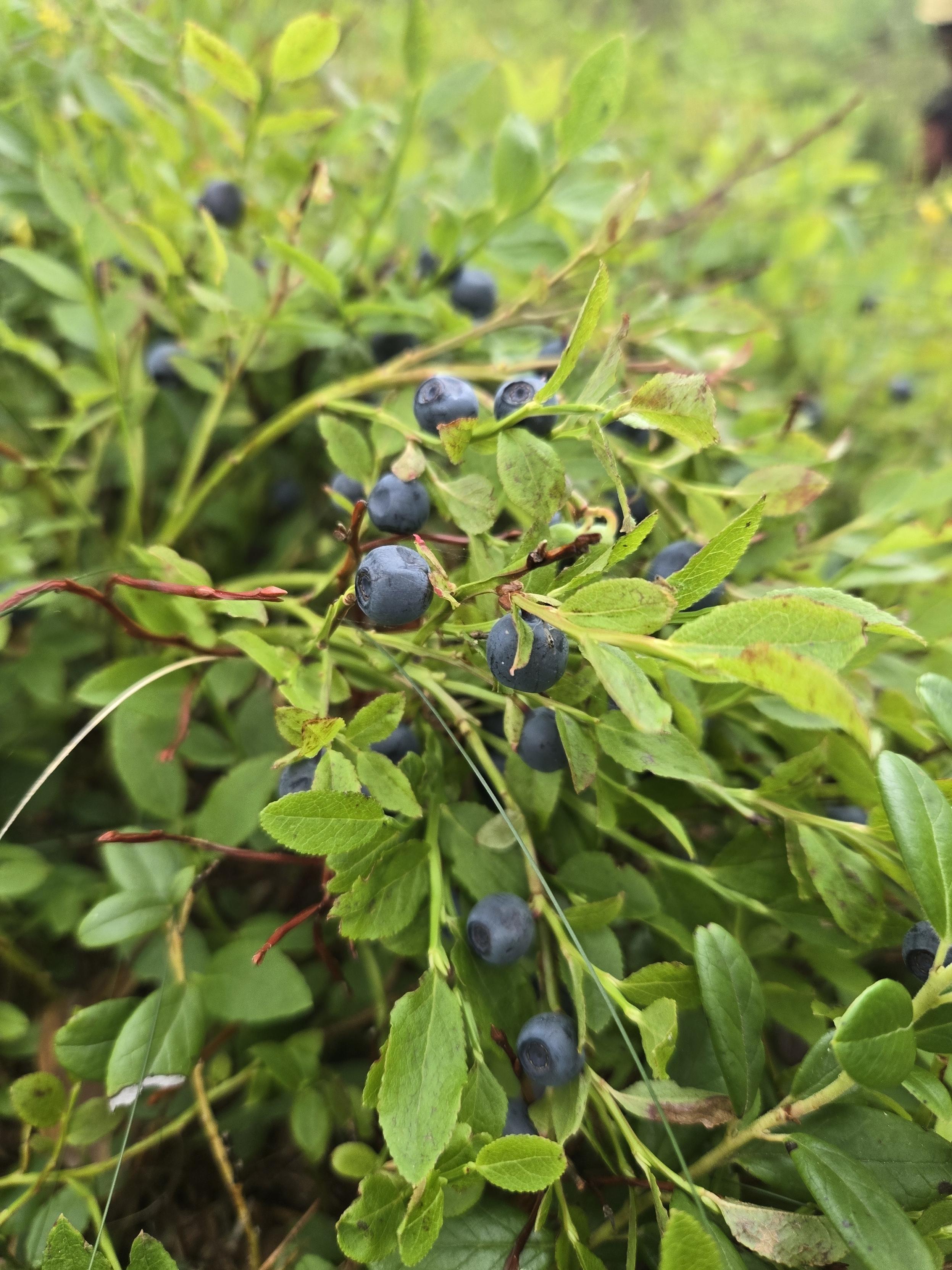 Blueberries