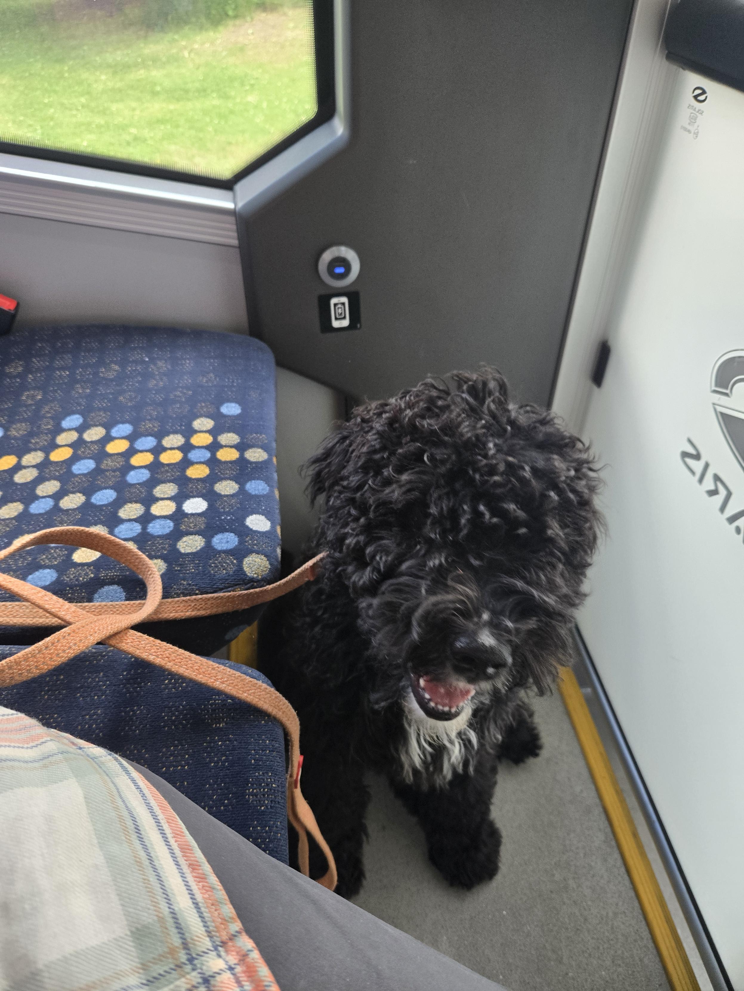 Black dog sitting on the floor in a bus