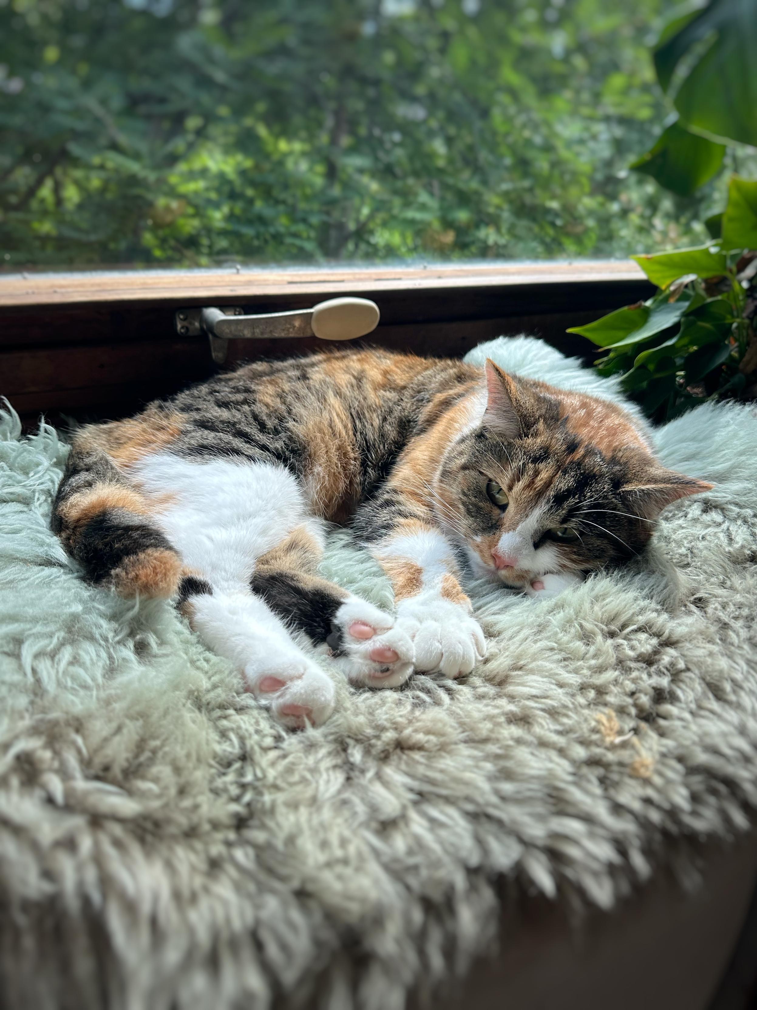 En sköldpaddsfärgad katt ligger slappt på en fårskinnsfäll framför ett fönster med grönska utanför