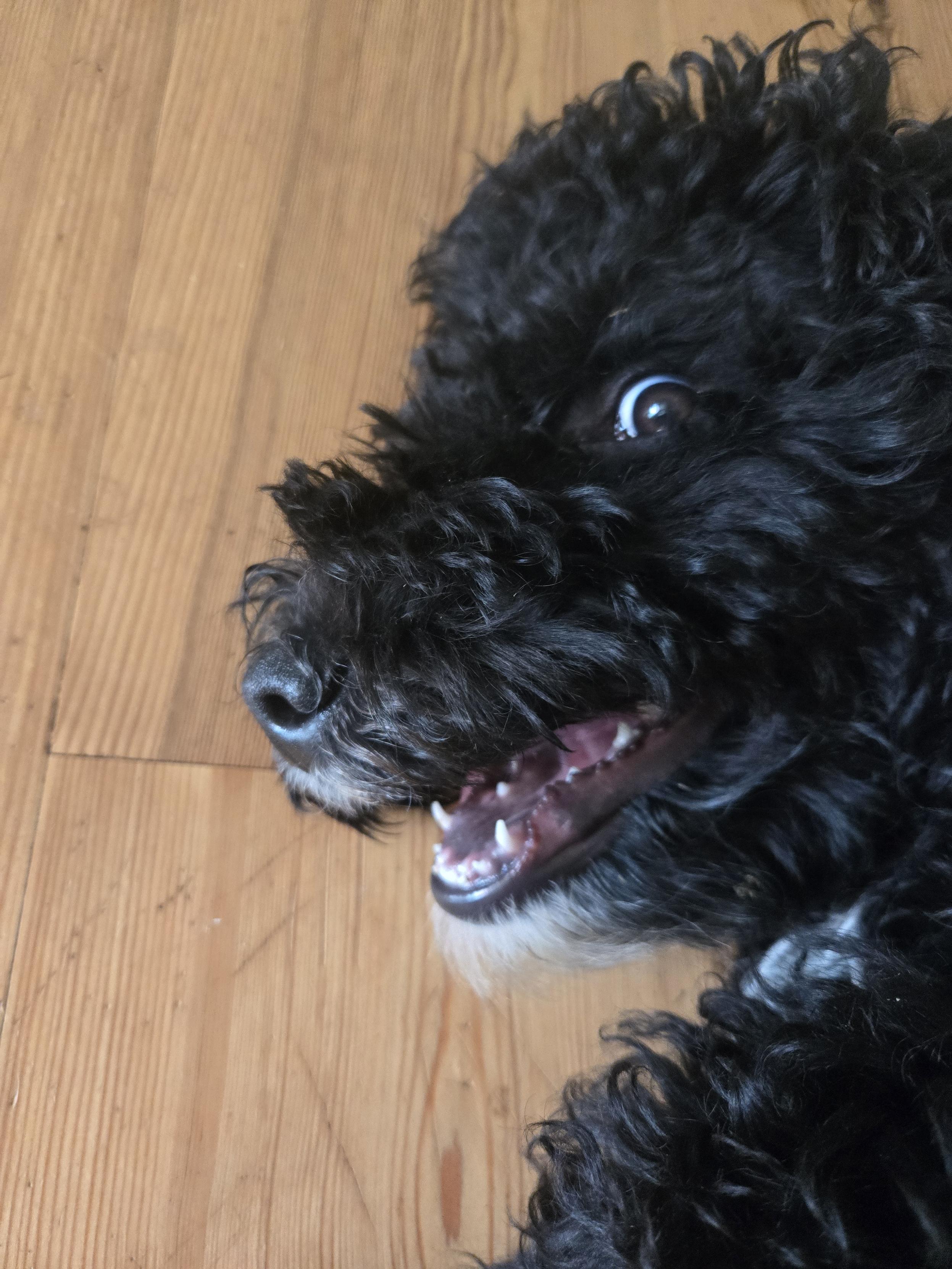 Head of black puppa showing his teeth and the white of his left eye