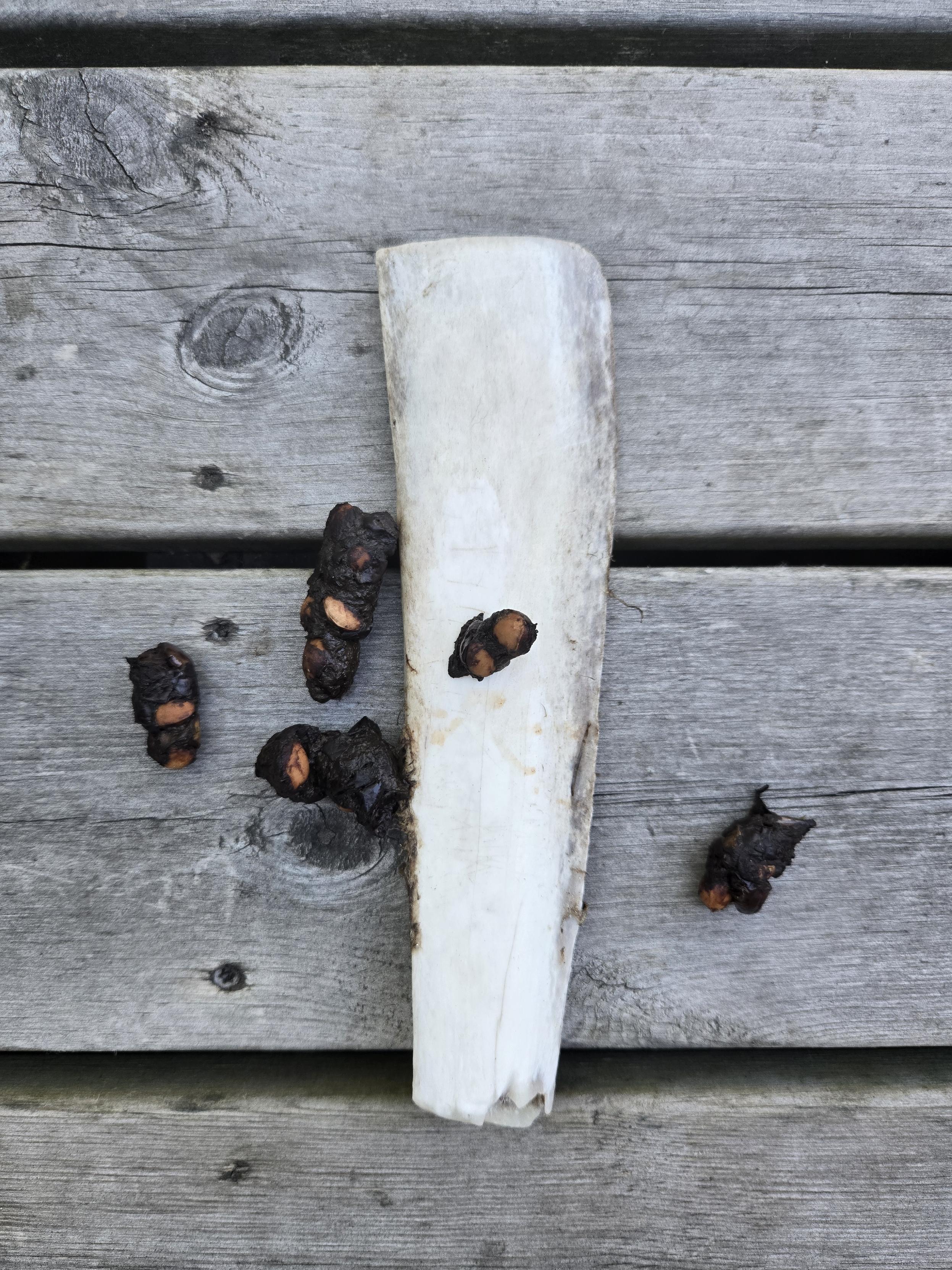 Bone with poop on it