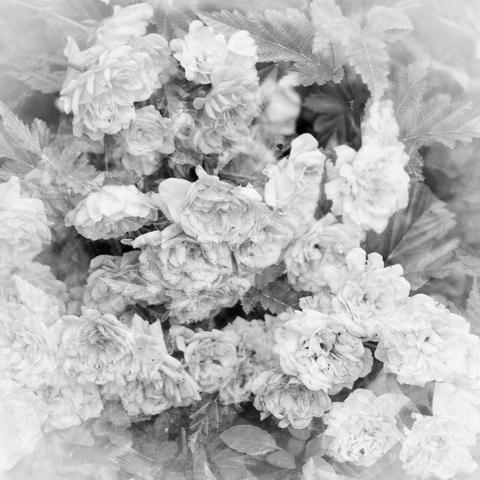 Posted media