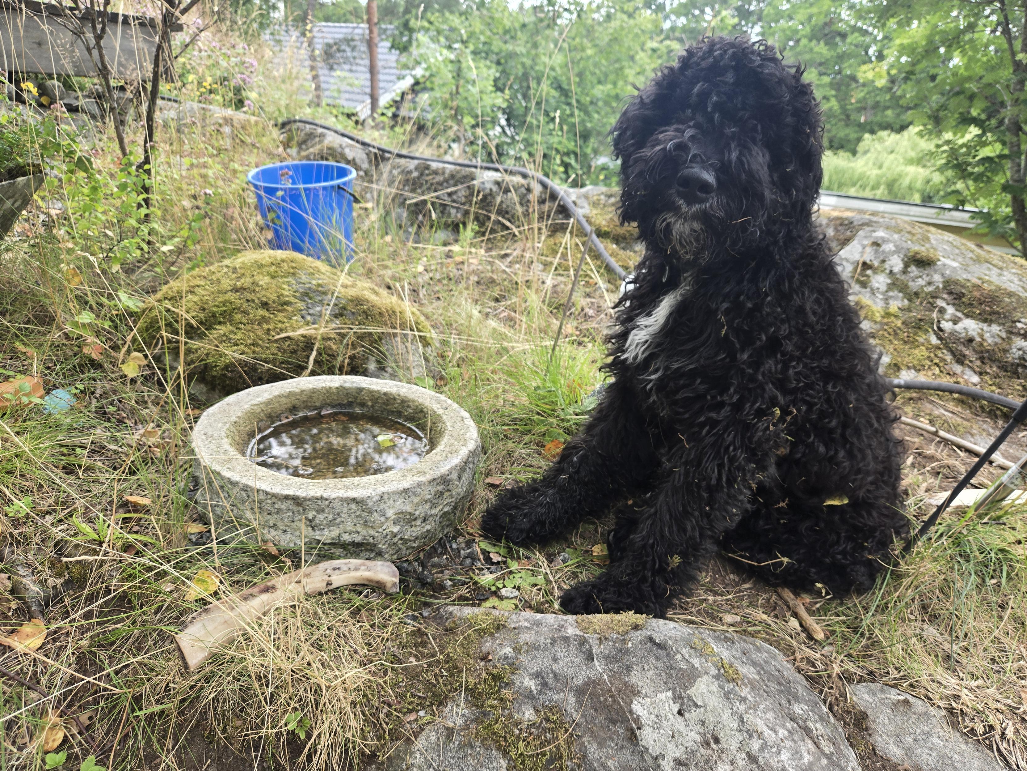 Black dog sitting beside bone and granite bird bath