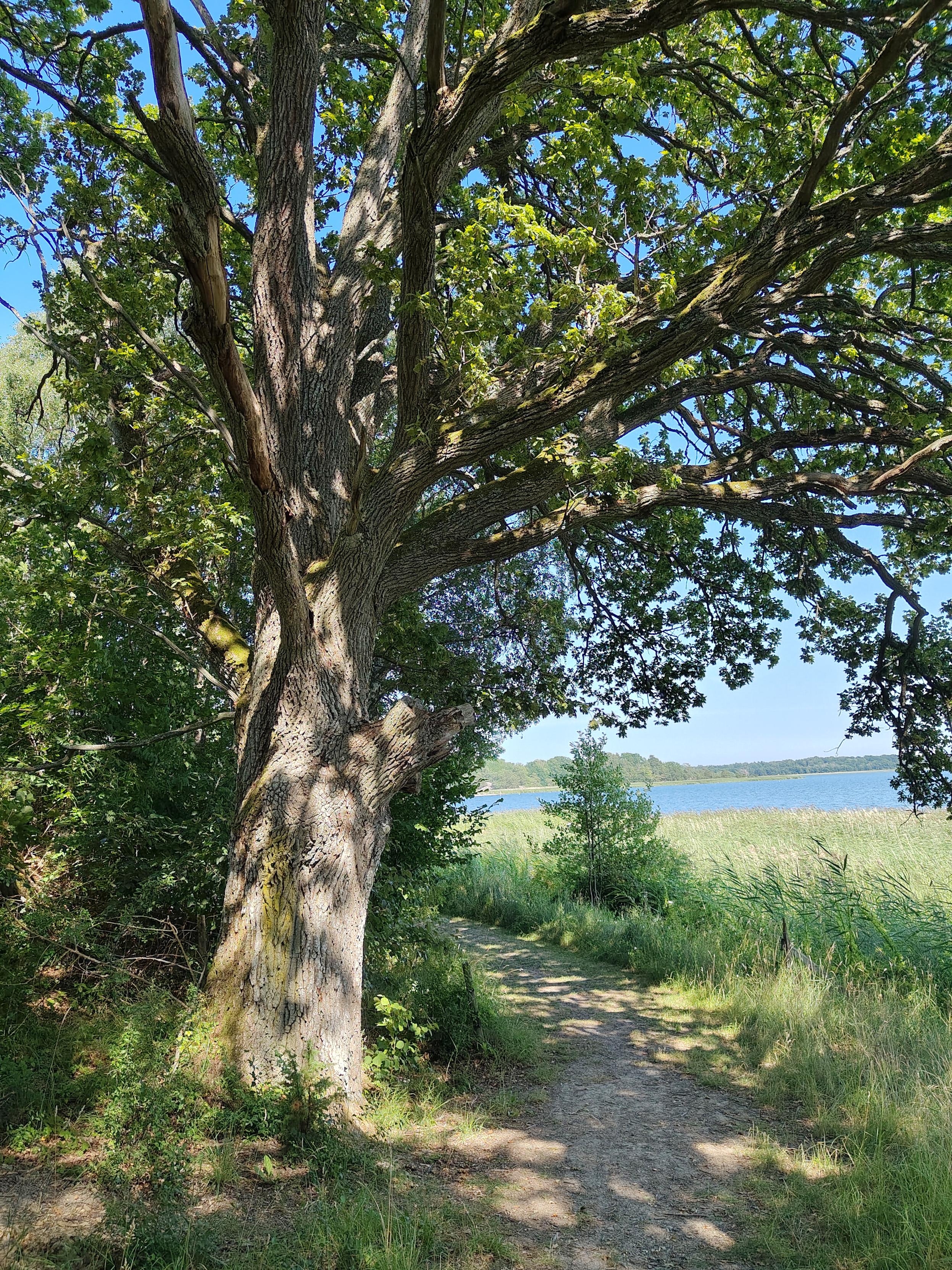 Tjock ek har jag för mig det var. I bakgrunden ses Östersjön.