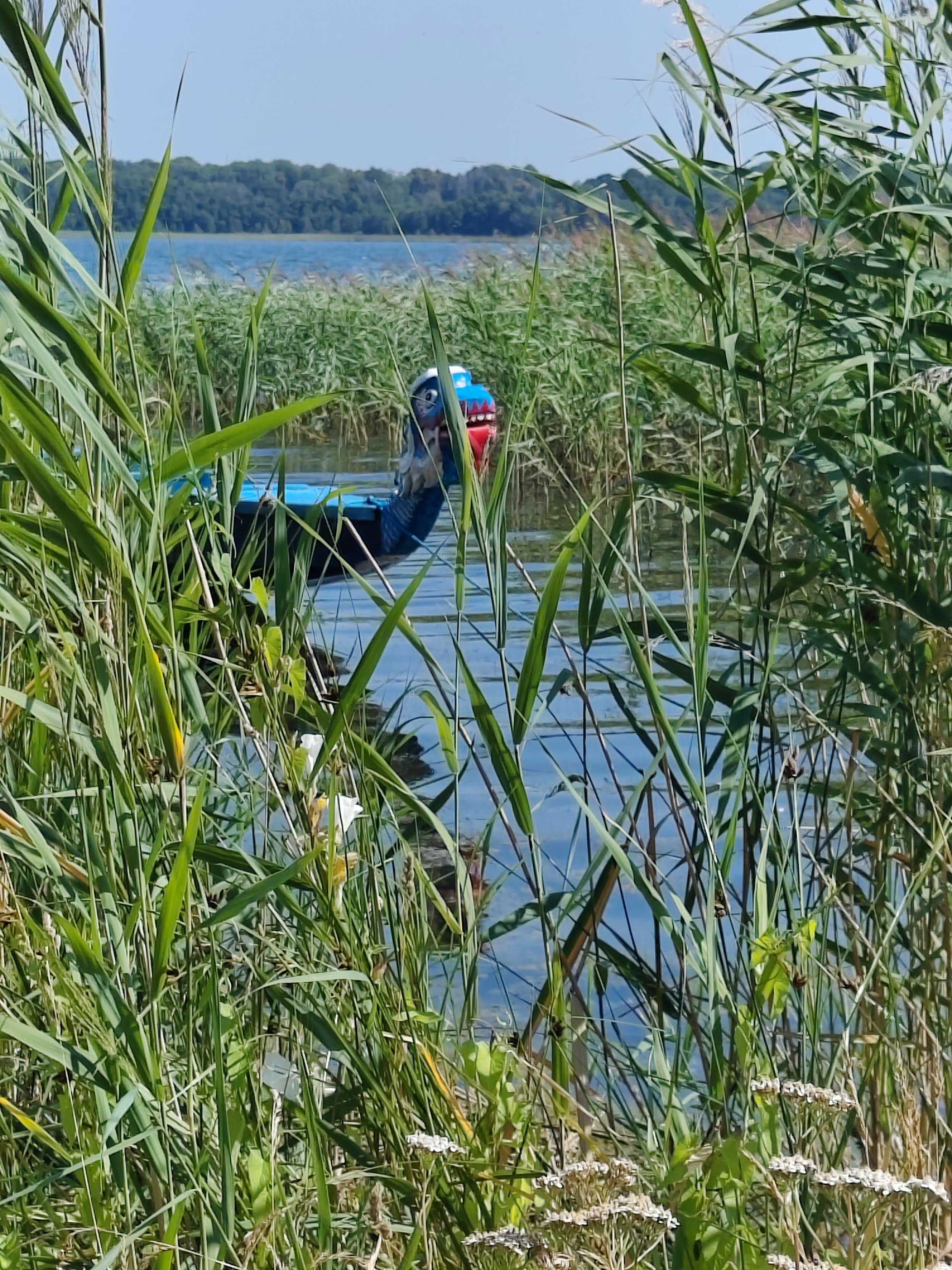En drake i vassen. En blå Drakroddbåt.