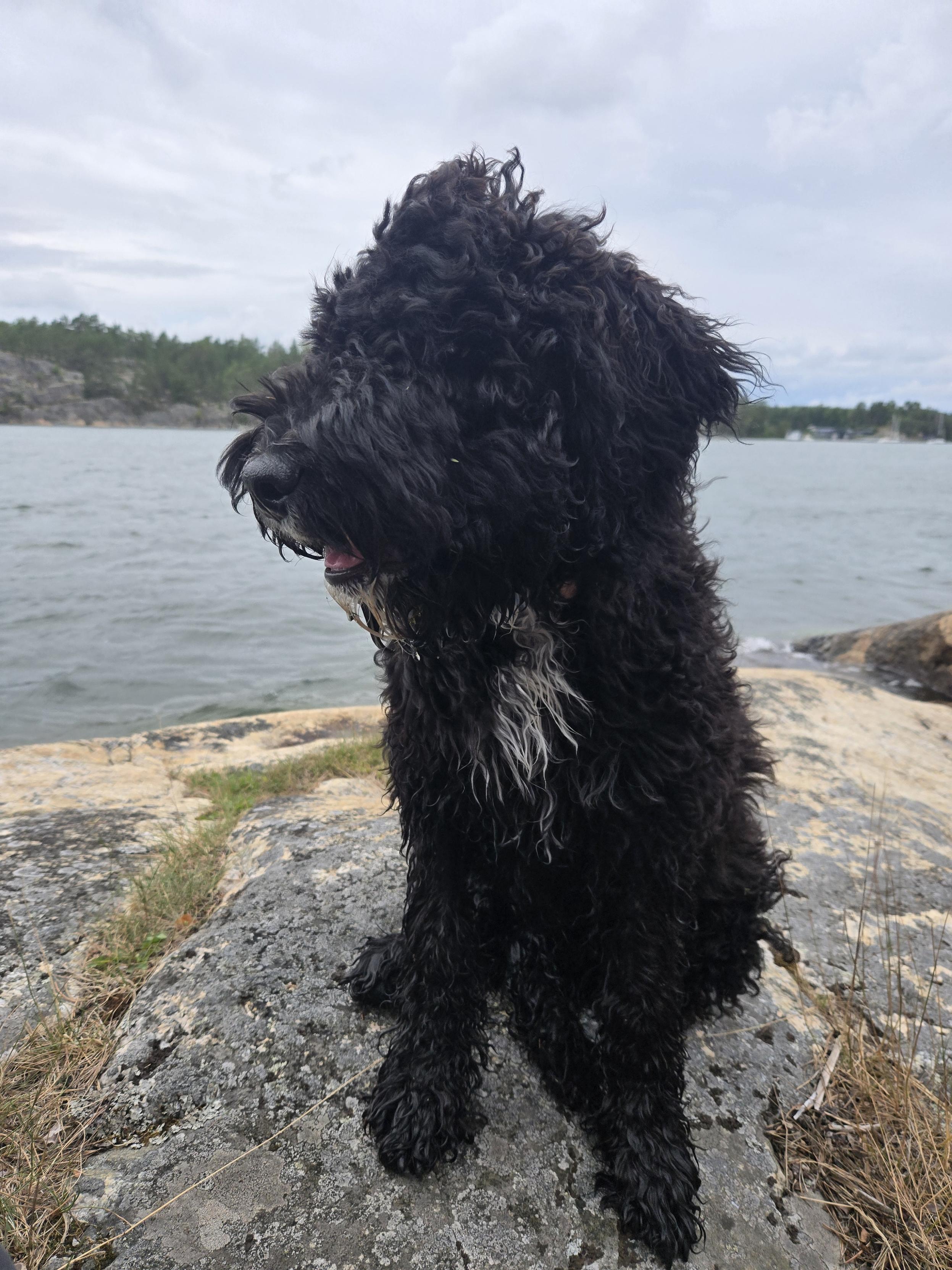 A bit wet black dog on cliff by the sea. Wind is blowing dog's fur