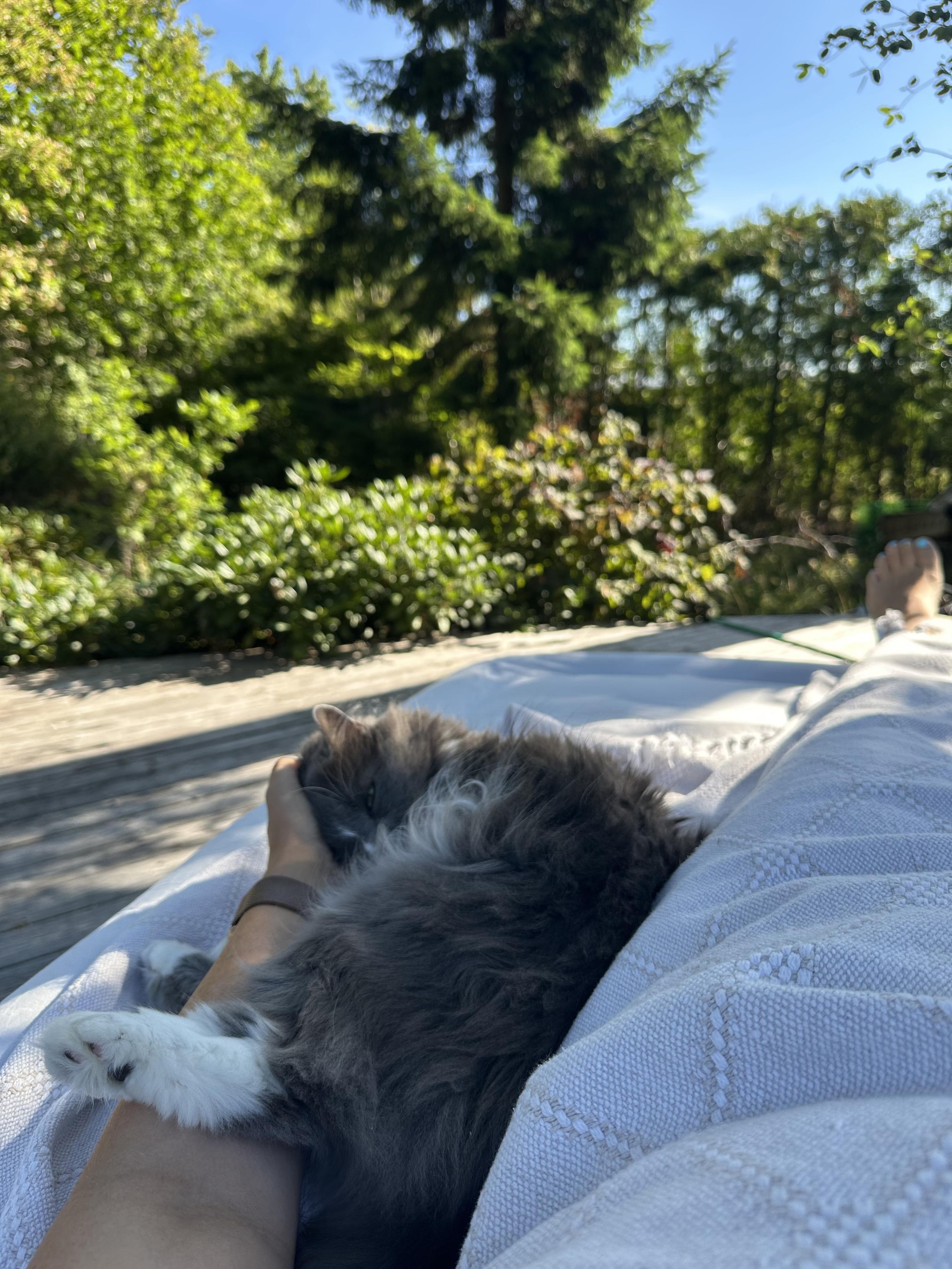 En katt och en människa ligger i vandrande skugga under ett träd