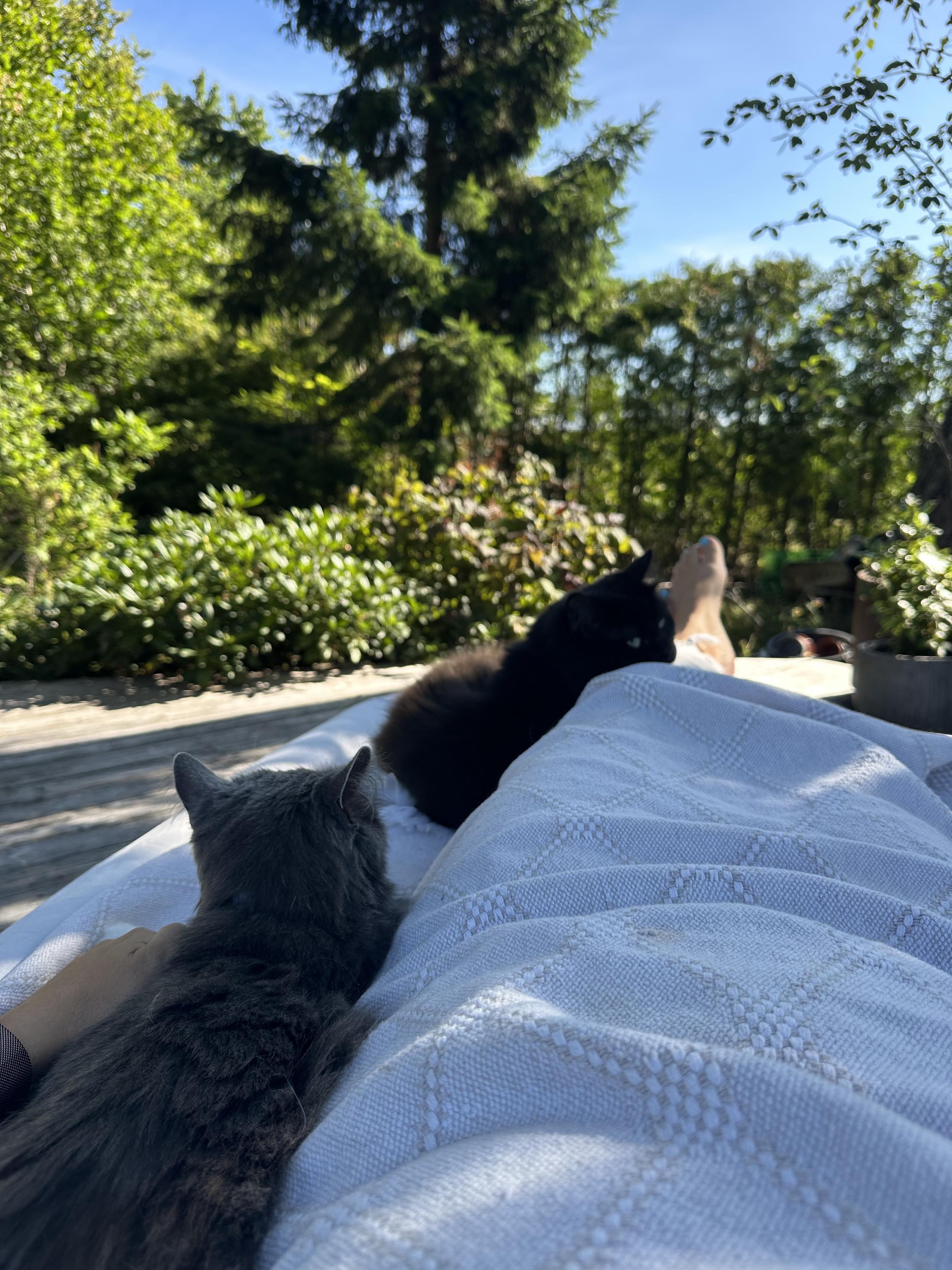 Två katter och en människa ligger i vandrande skugga under ett träd