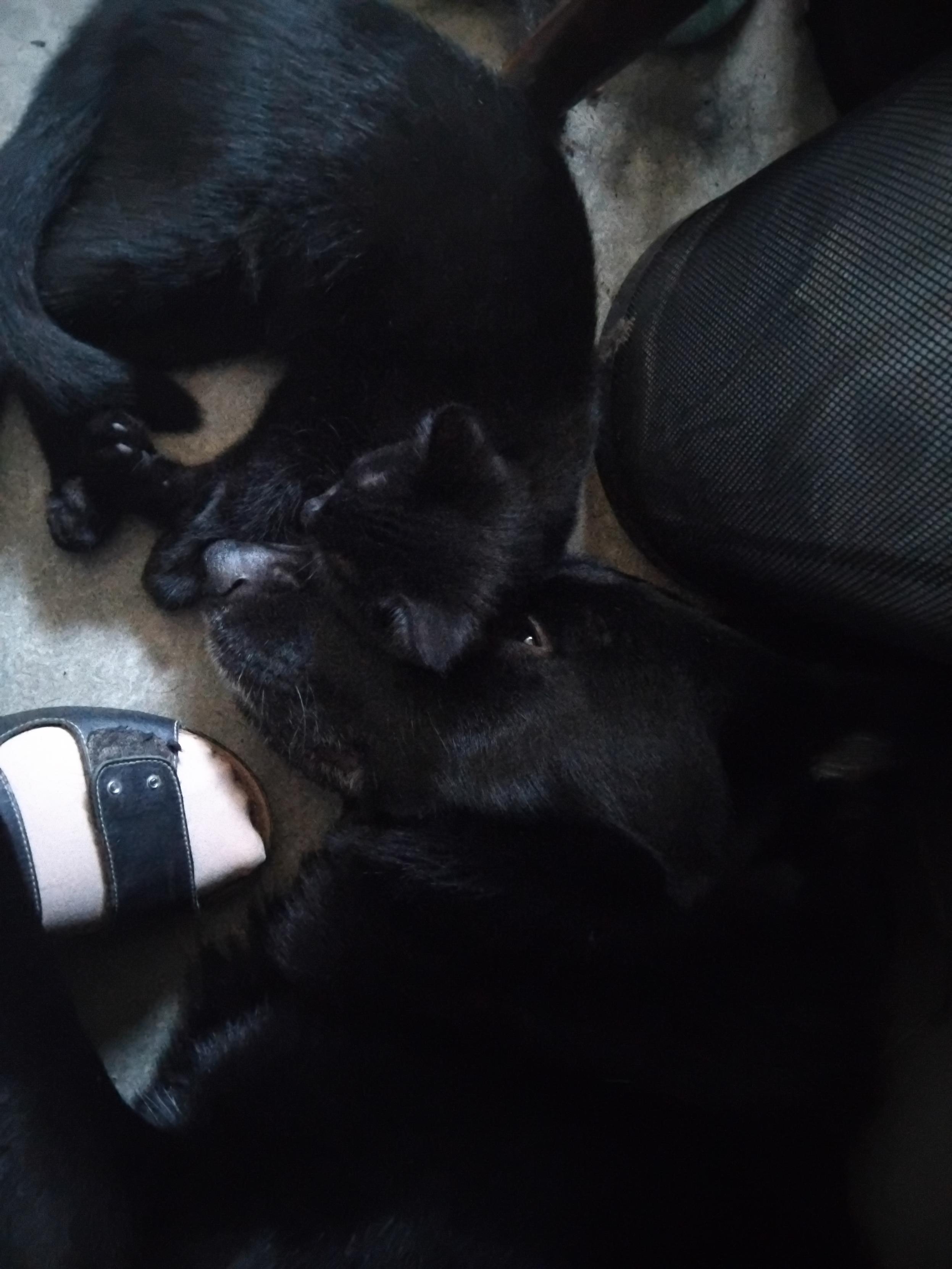 black kitten using black german shepherd's nose as pillow, on the floor, under my desk, on the side of my foot.