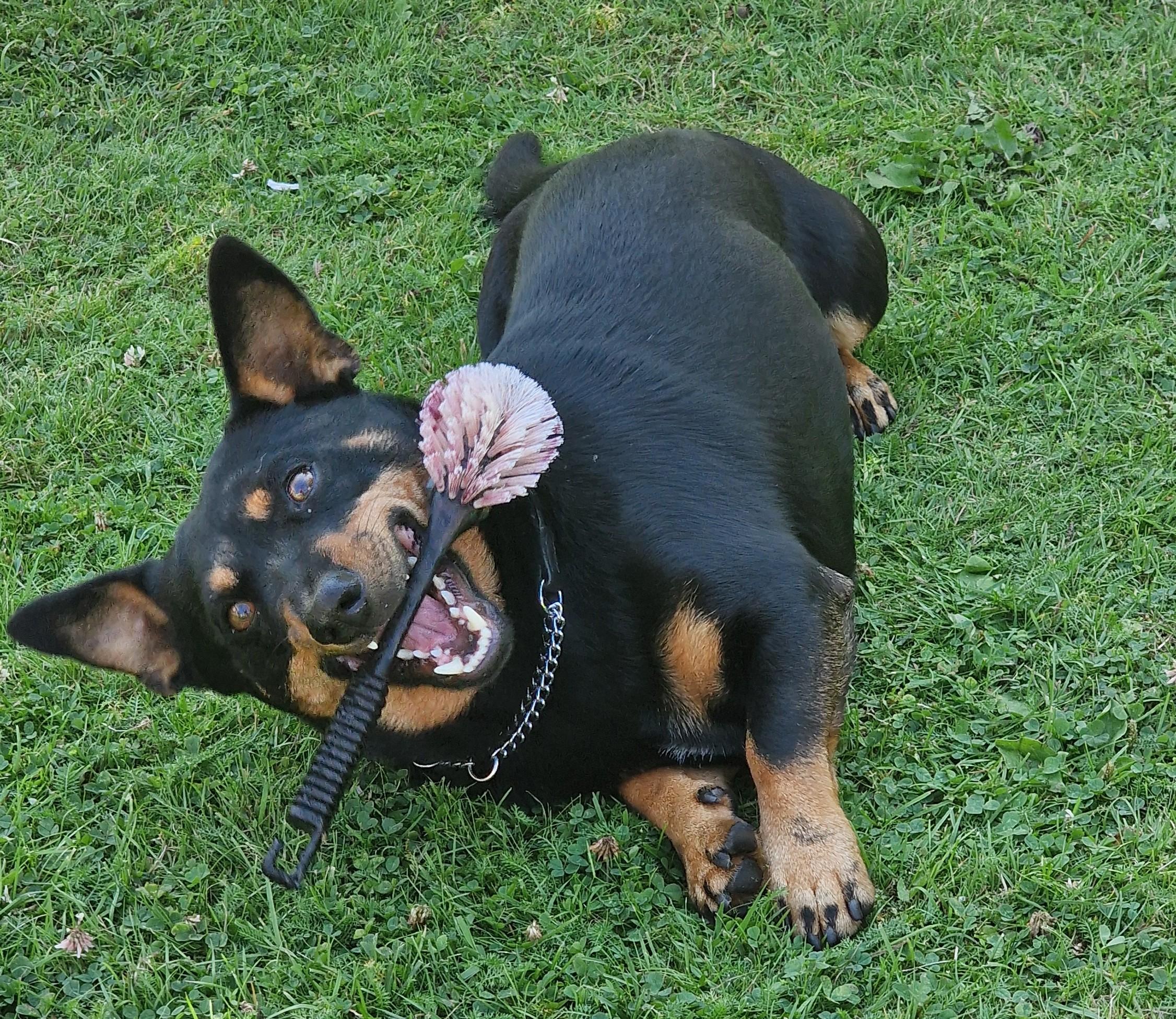 A happy playful dog