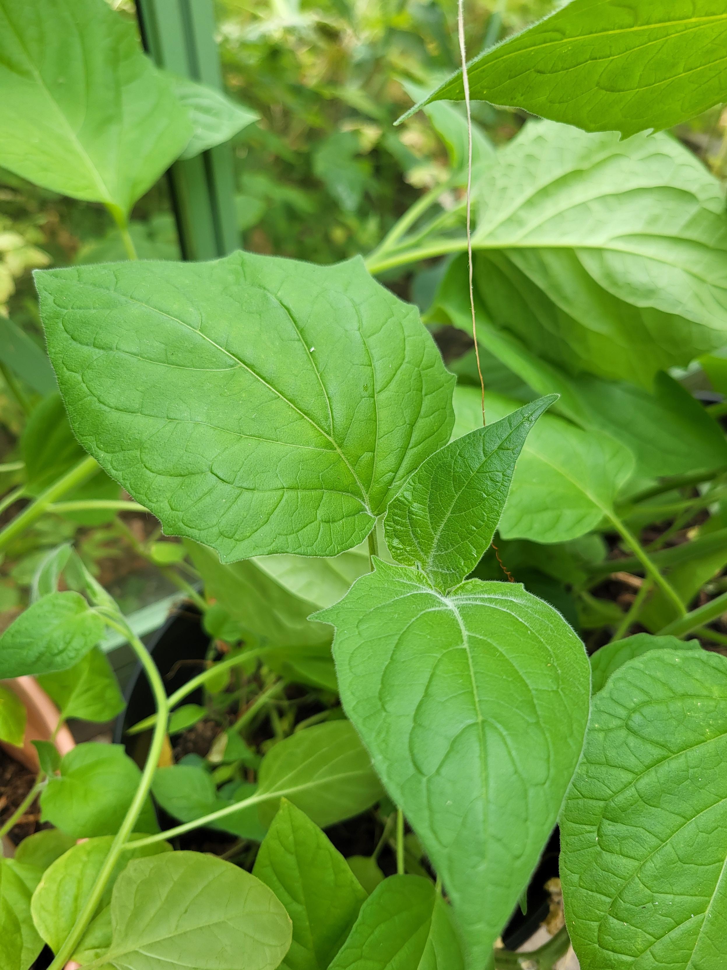 Okänd planta