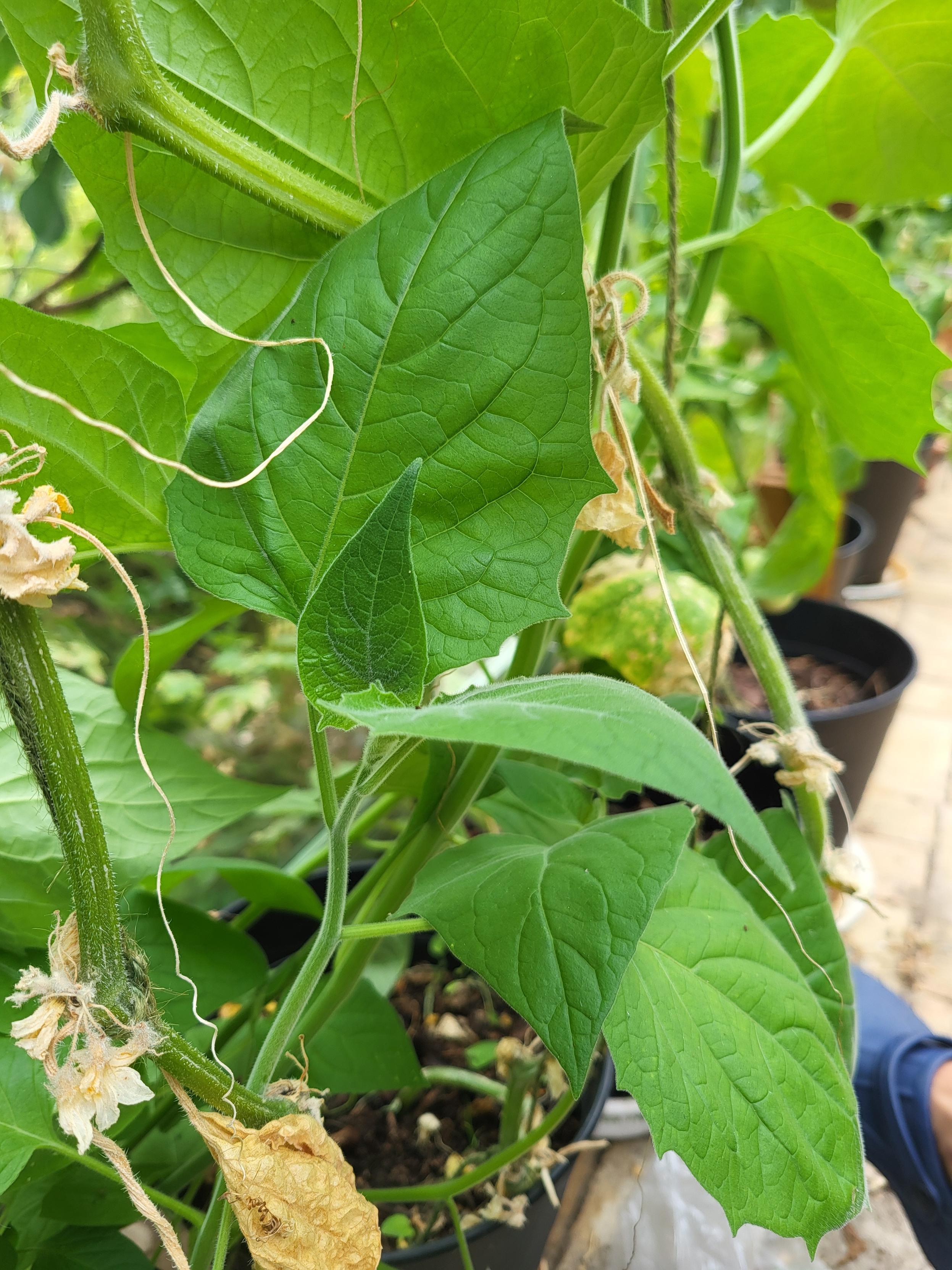 Okänd planta