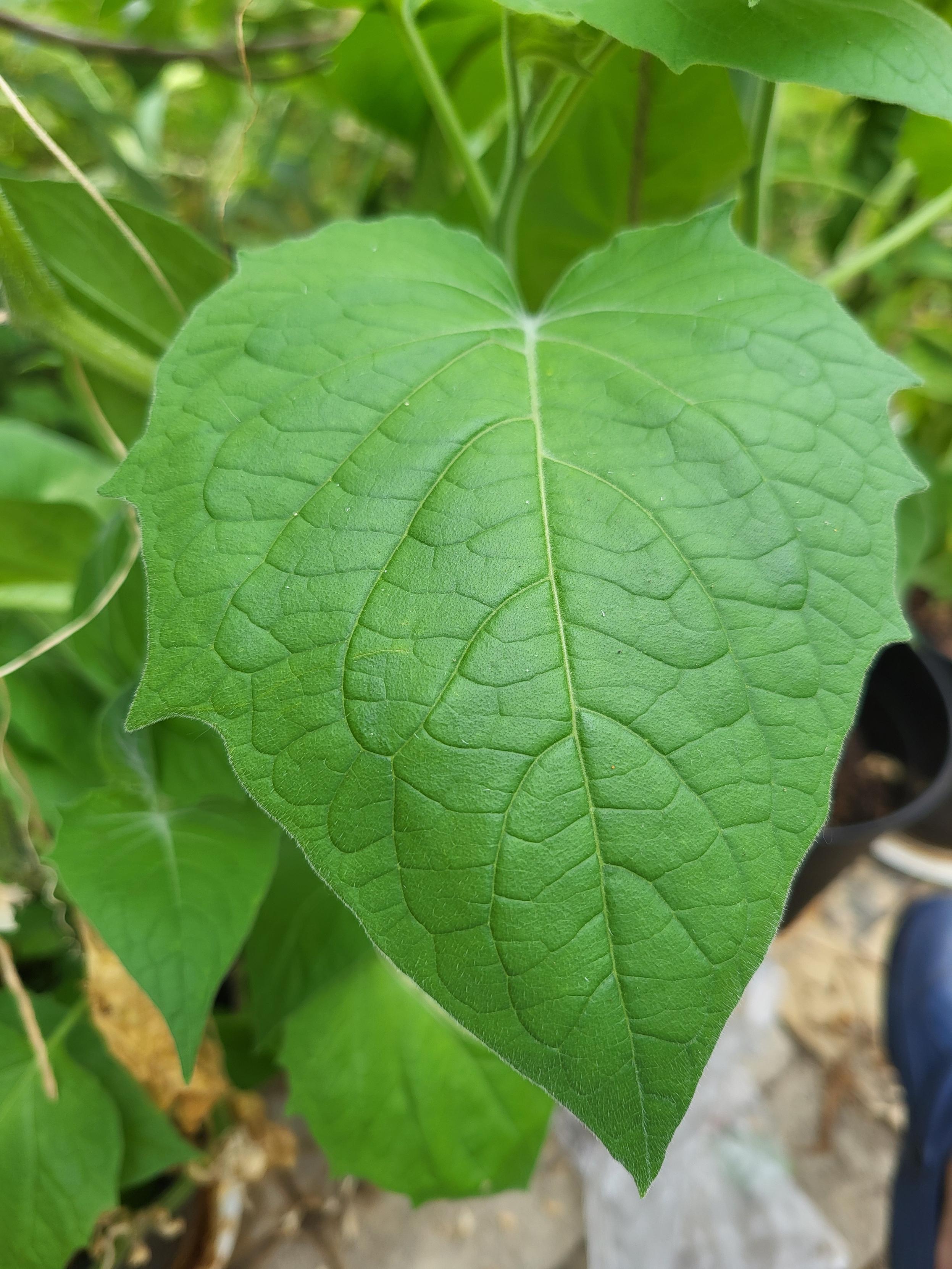 Okänd planta