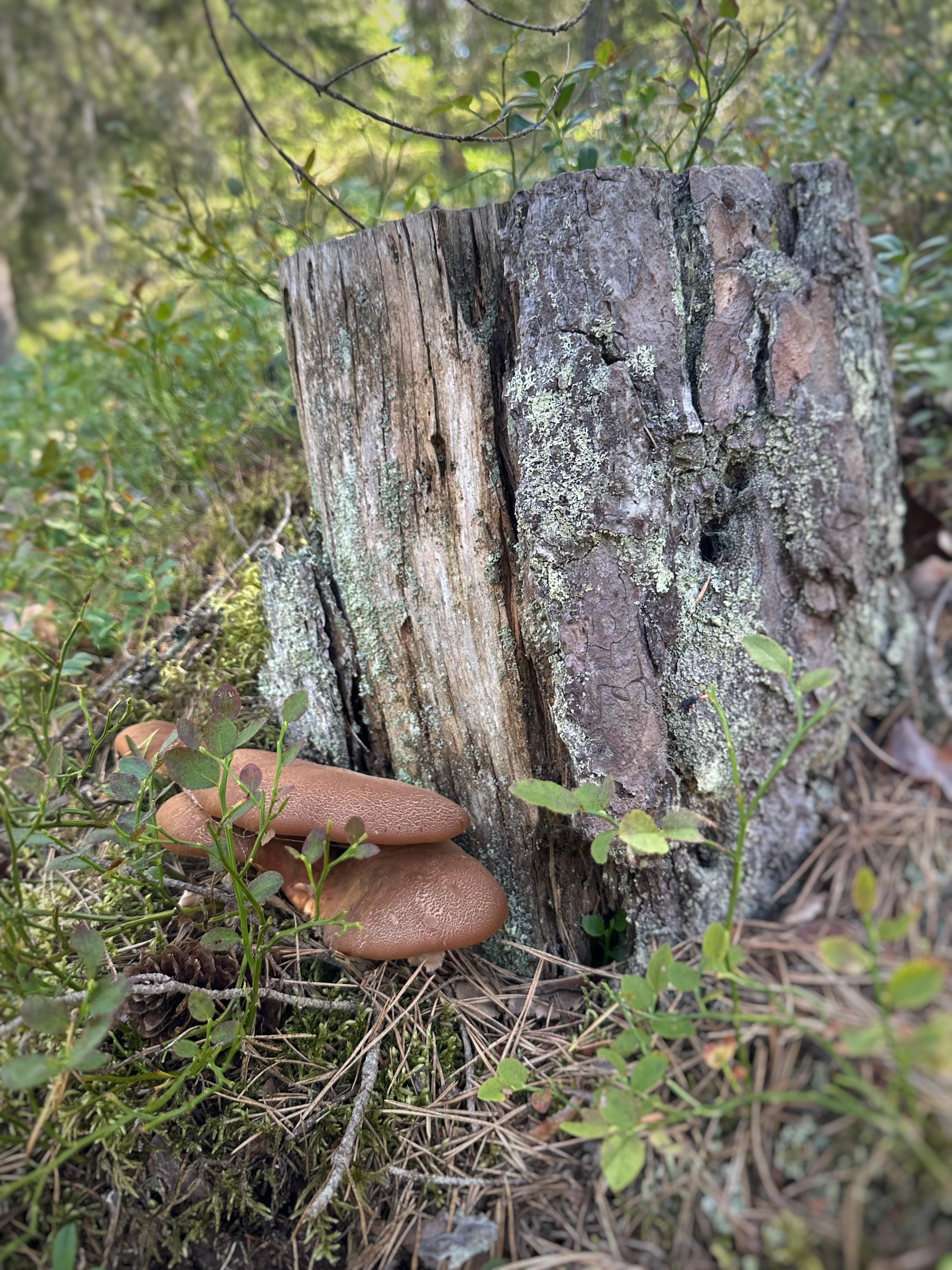 En mossbelupen stubbe med bruna trädsvampar vaxande längst ner vid dess vänstra sida