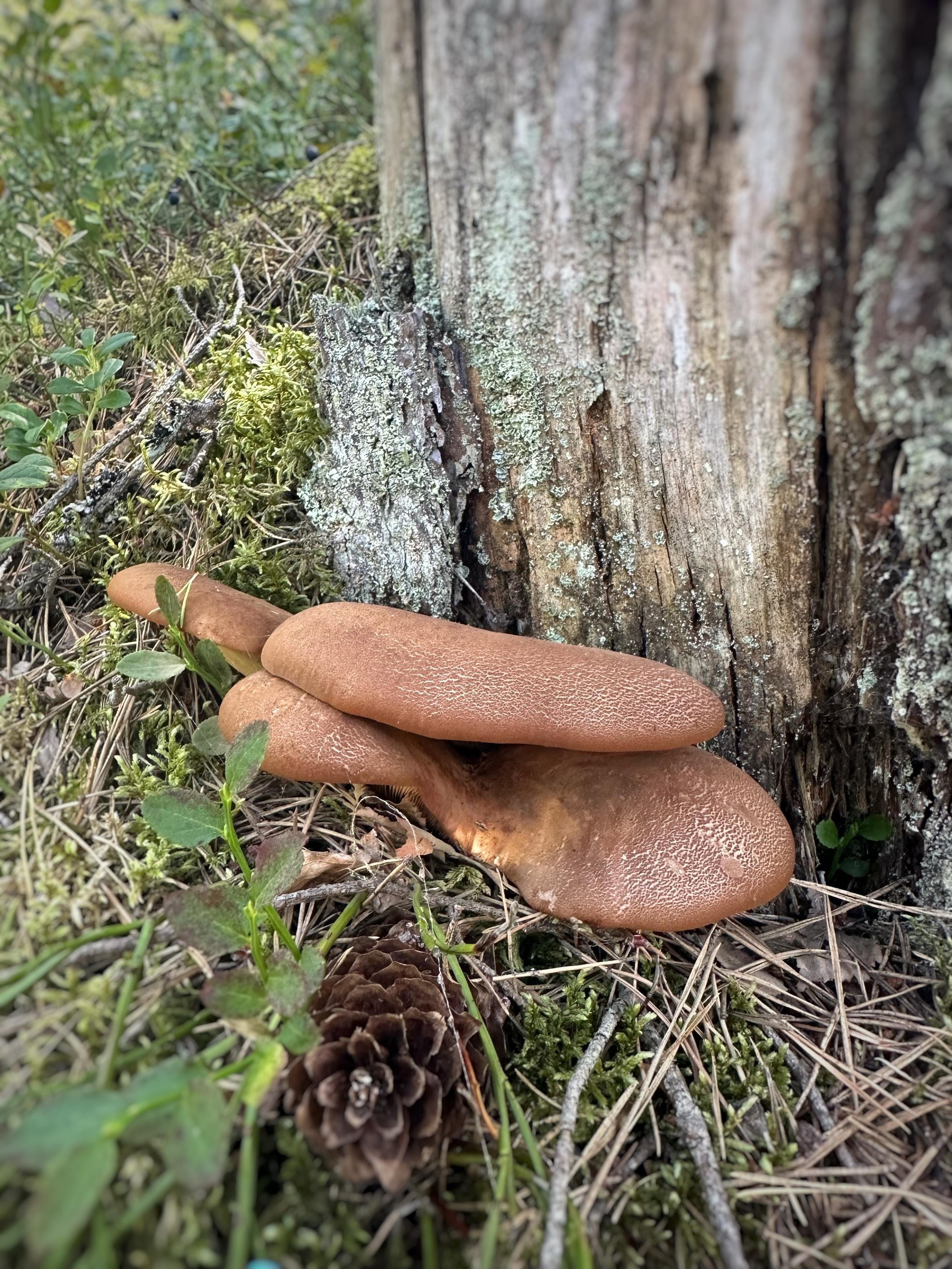 En mossbelupen stubbe med bruna trädsvampar vaxande längst ner vid dess vänstra sida. Närbild