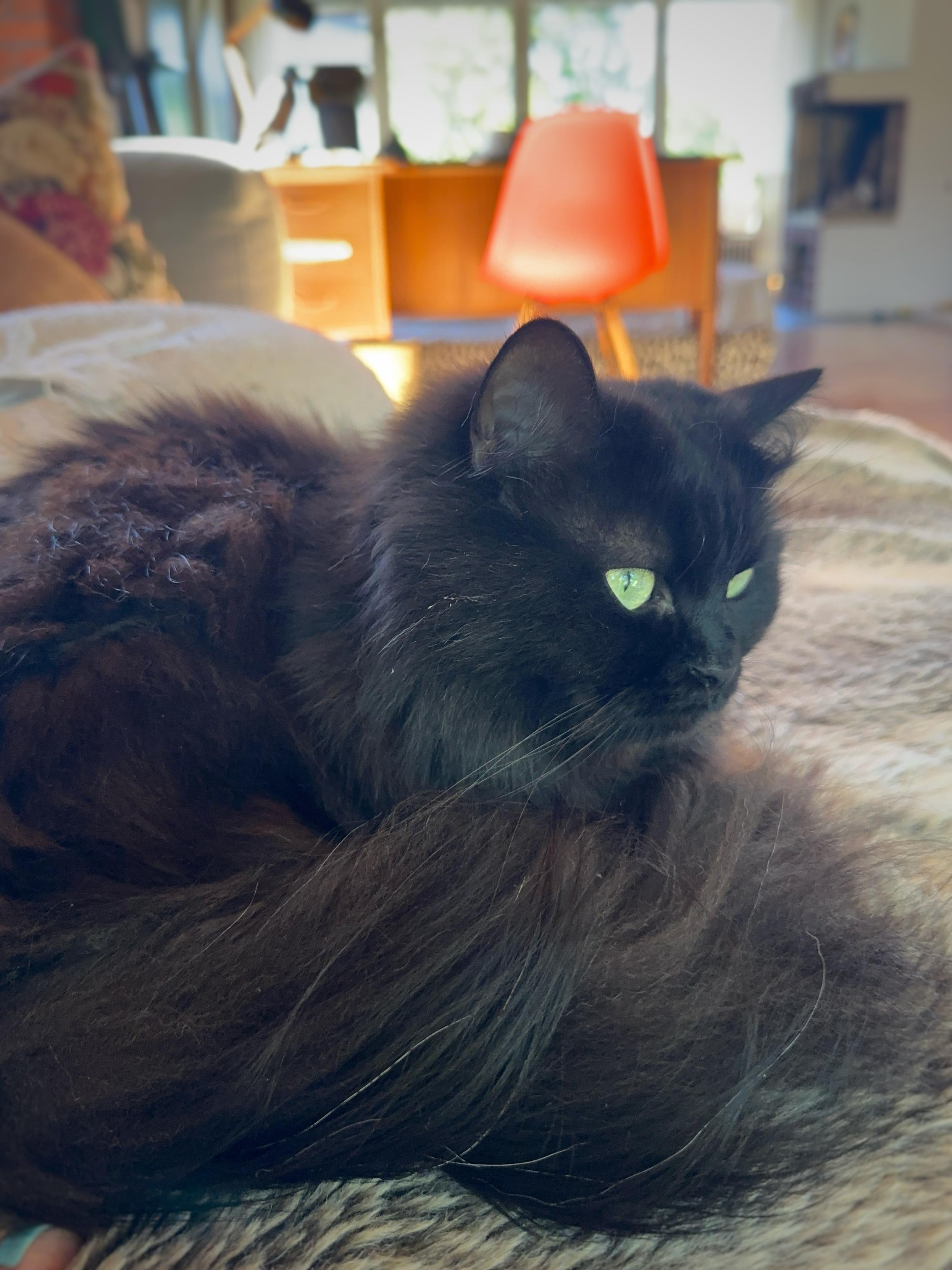 En svart långhårig katt ligger på en filt och ser till höger ur bild med piggelin-gröna ögon