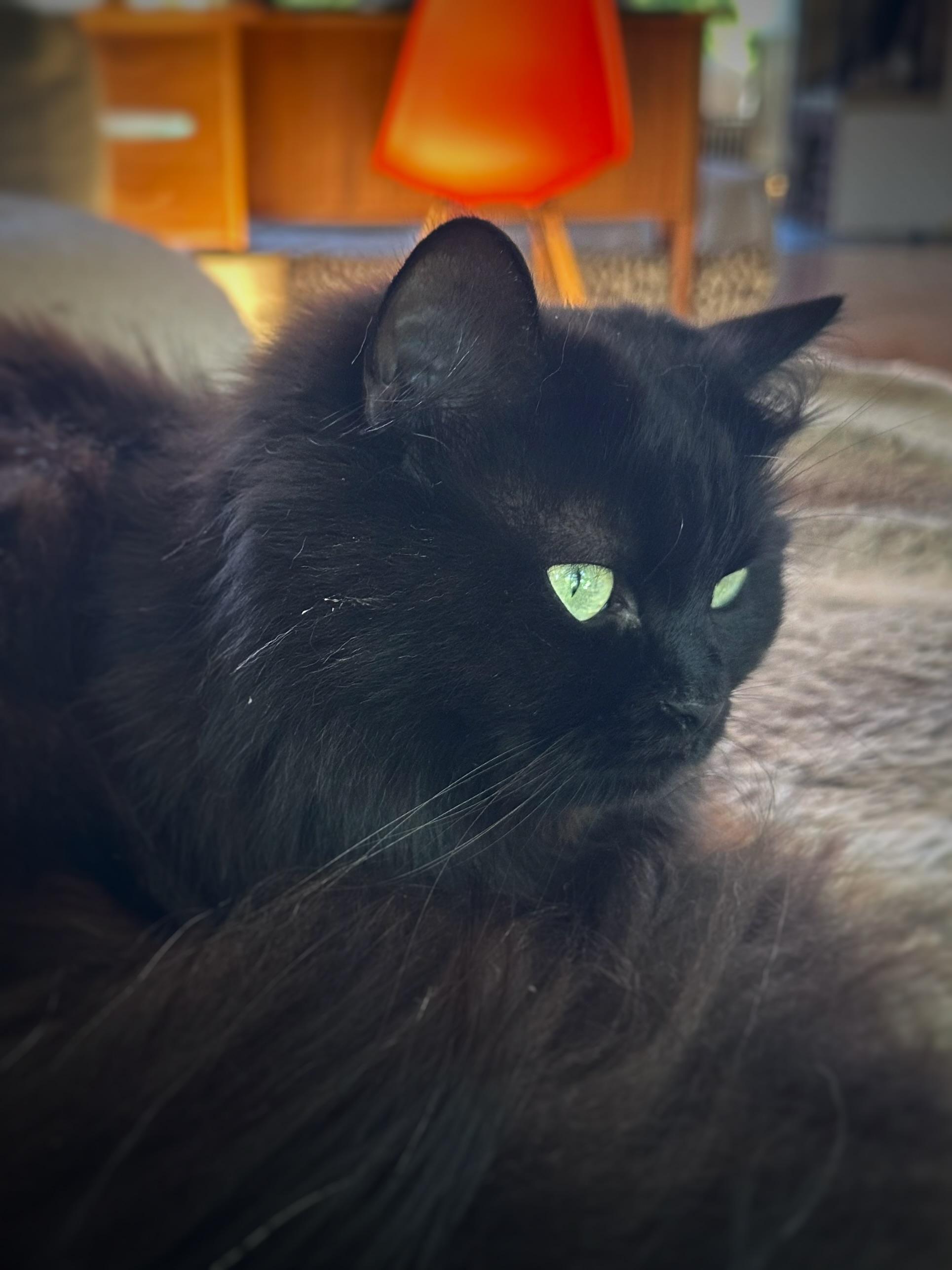 Närbild på huvudet av en svart långhårig katt som ser till höger ur bild med piggelin-gröna ögon